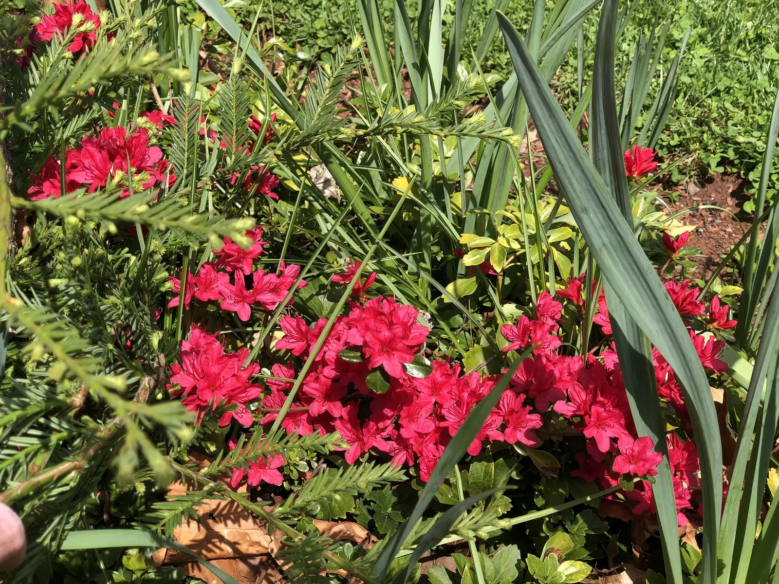 Chinese Evergreen Azalea (Rhododendron indicum) — especially during dry periods