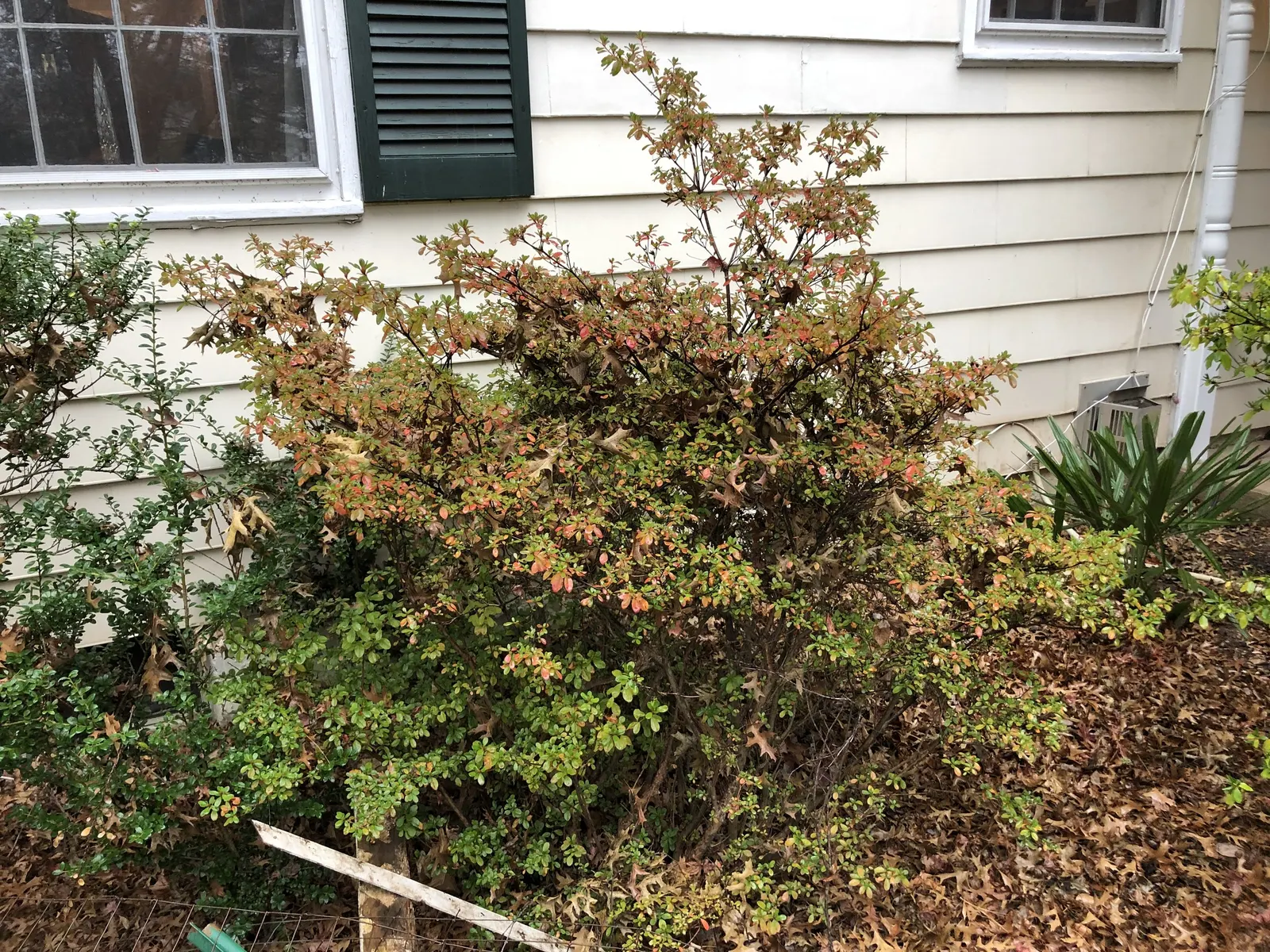Chinese Evergreen Azalea (Rhododendron indicum) — commonly referred to as the Chinese Evergreen Azalea; account for adequate space to cater to its mature size