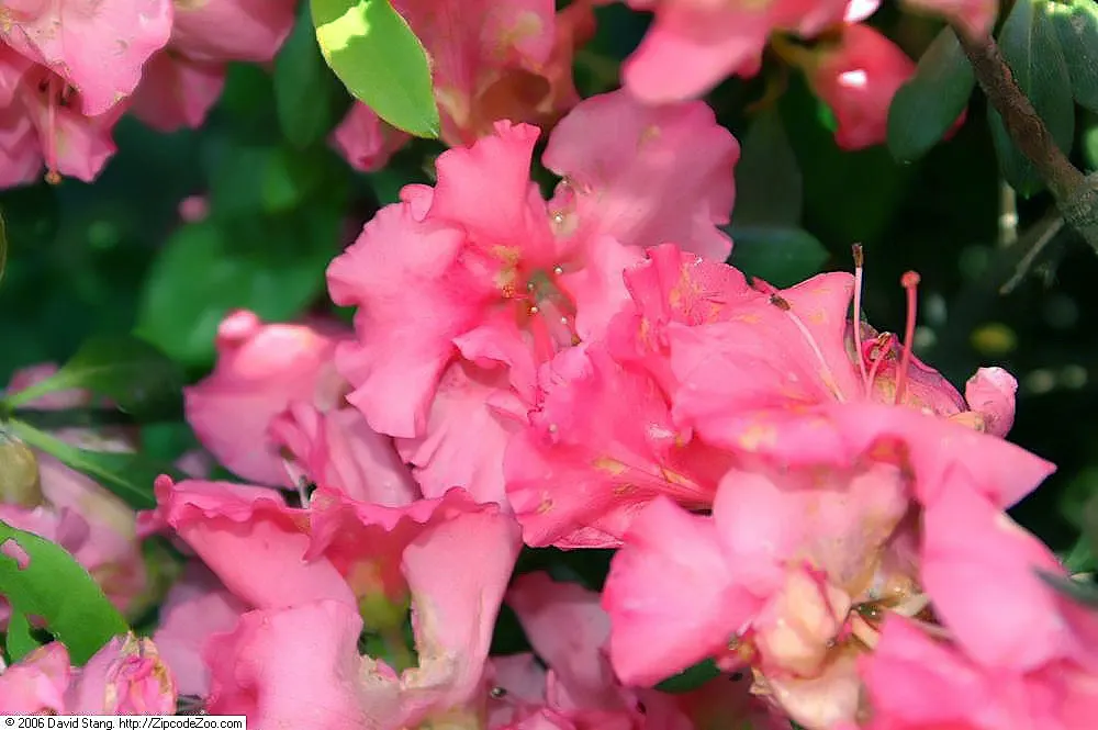 Chinese Evergreen Azalea (Rhododendron indicum) — commonly referred to as the Chinese Evergreen Azalea