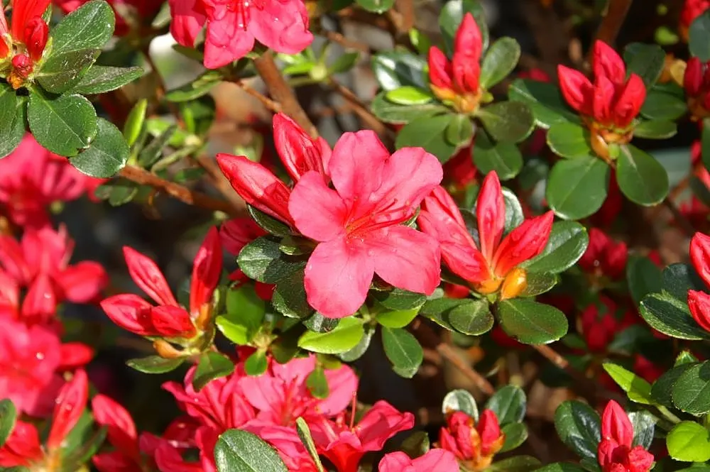 Chinese Evergreen Azalea (Rhododendron indicum) — Regular watering and mulching enhance its performance
