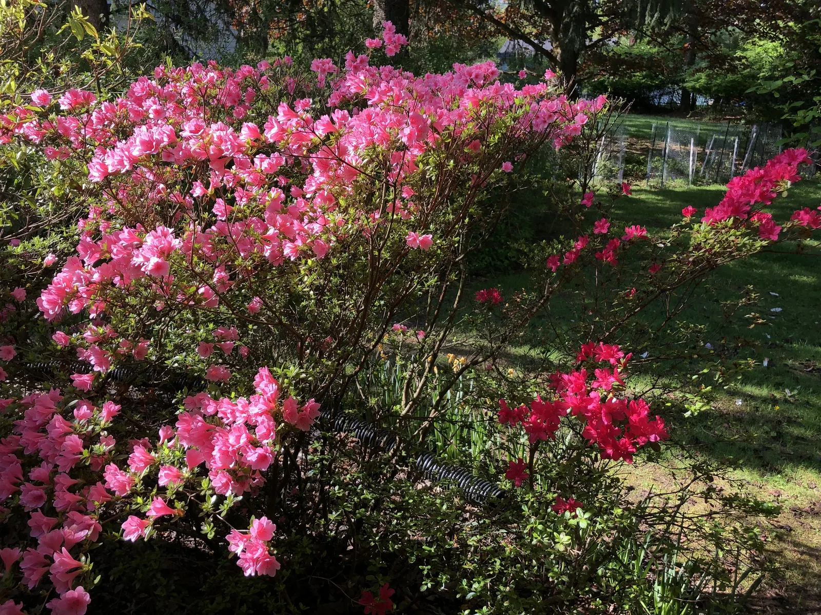 Chinese Evergreen Azalea (Rhododendron indicum) — The Rhododendron 'Hino-Crimson'; the Rhododendron 'Hino-Crimson' demands well-drained