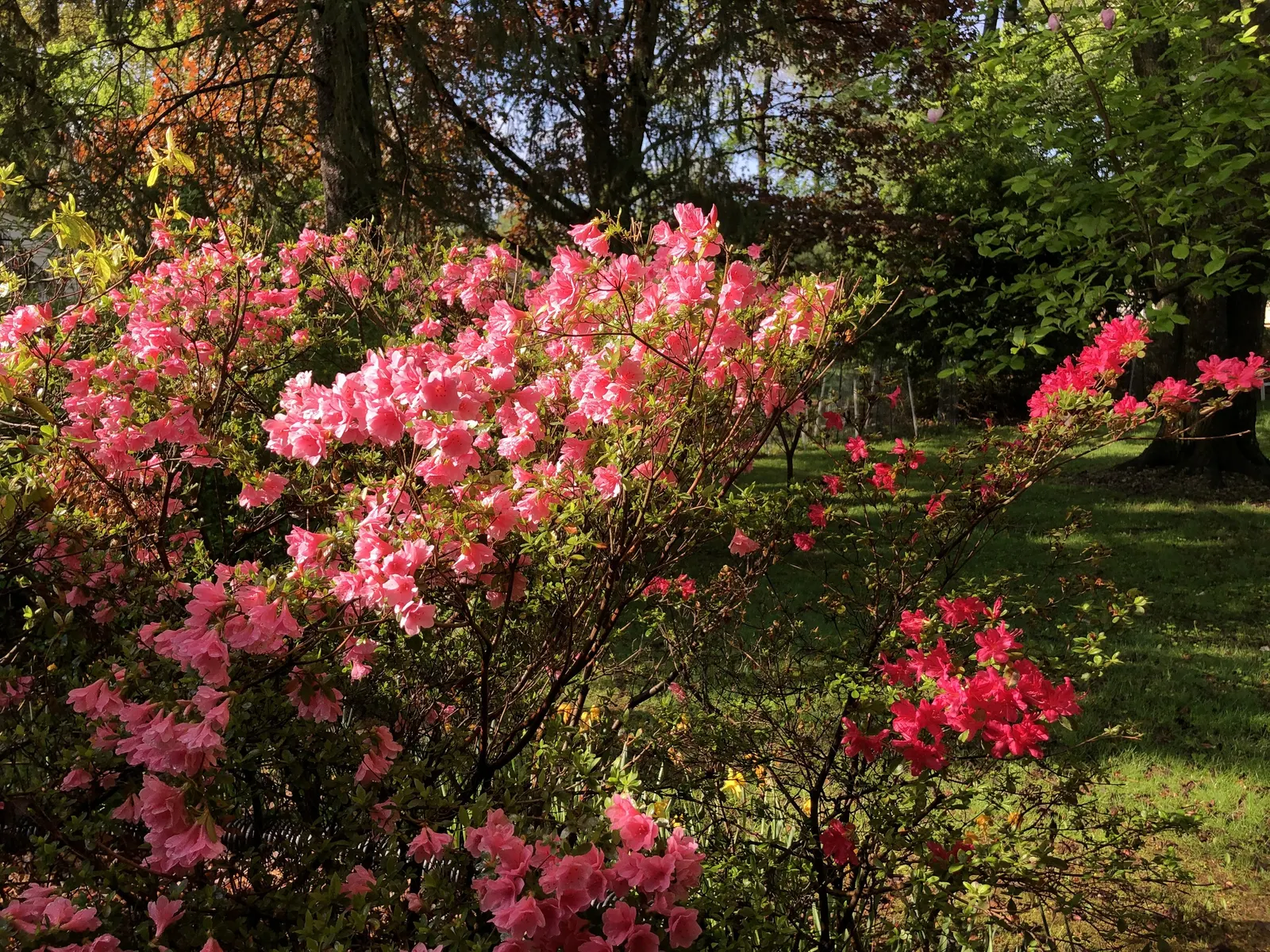 Chinese Evergreen Azalea (Rhododendron indicum) — When planning its placement; account for adequate space to cater to its mature size for optimal plant health