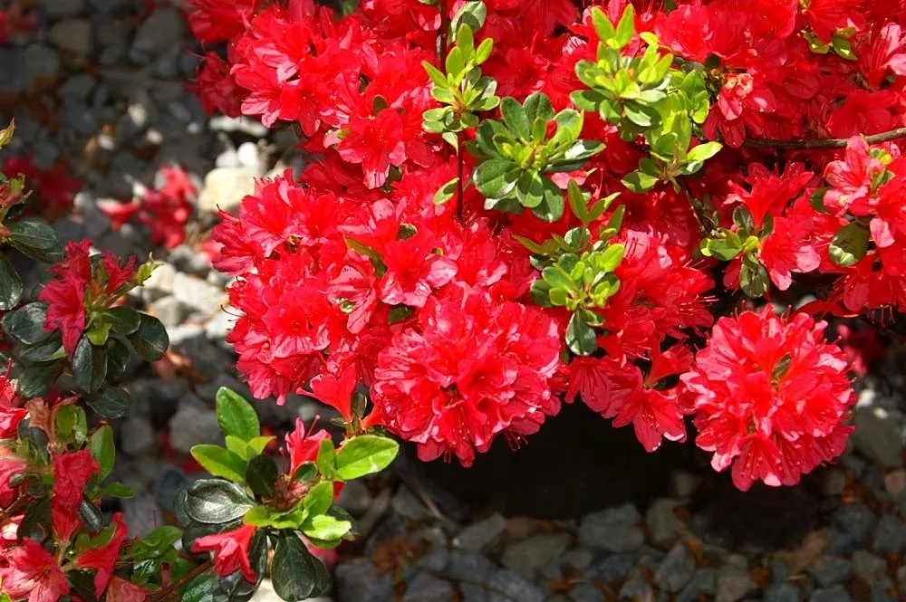 Chinese Evergreen Azalea (Rhododendron indicum) — but be cautious to avoid over-watering as this can lead to root rot; ideal for mass planting, foundation, and