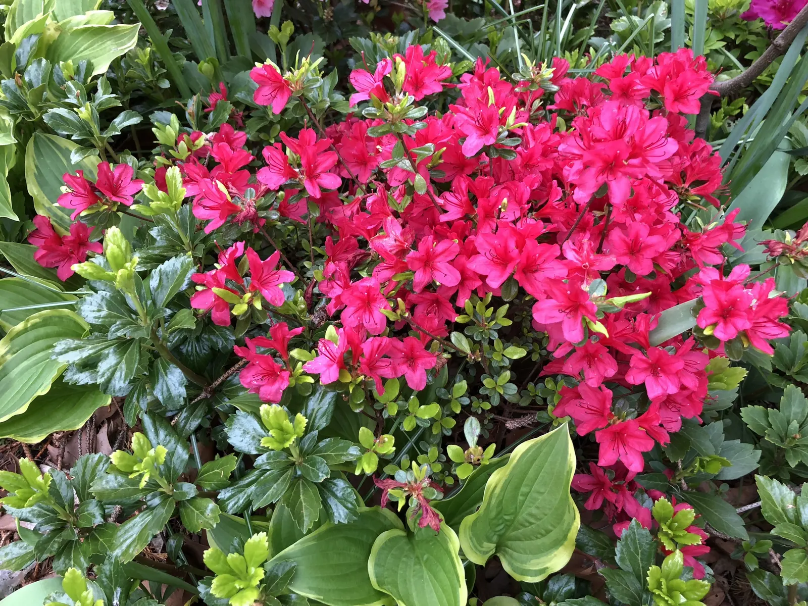 Chinese Evergreen Azalea (Rhododendron indicum) — Its blossoms emerge in profusion; the Rhododendron 'Hino-Crimson' demands well-drained