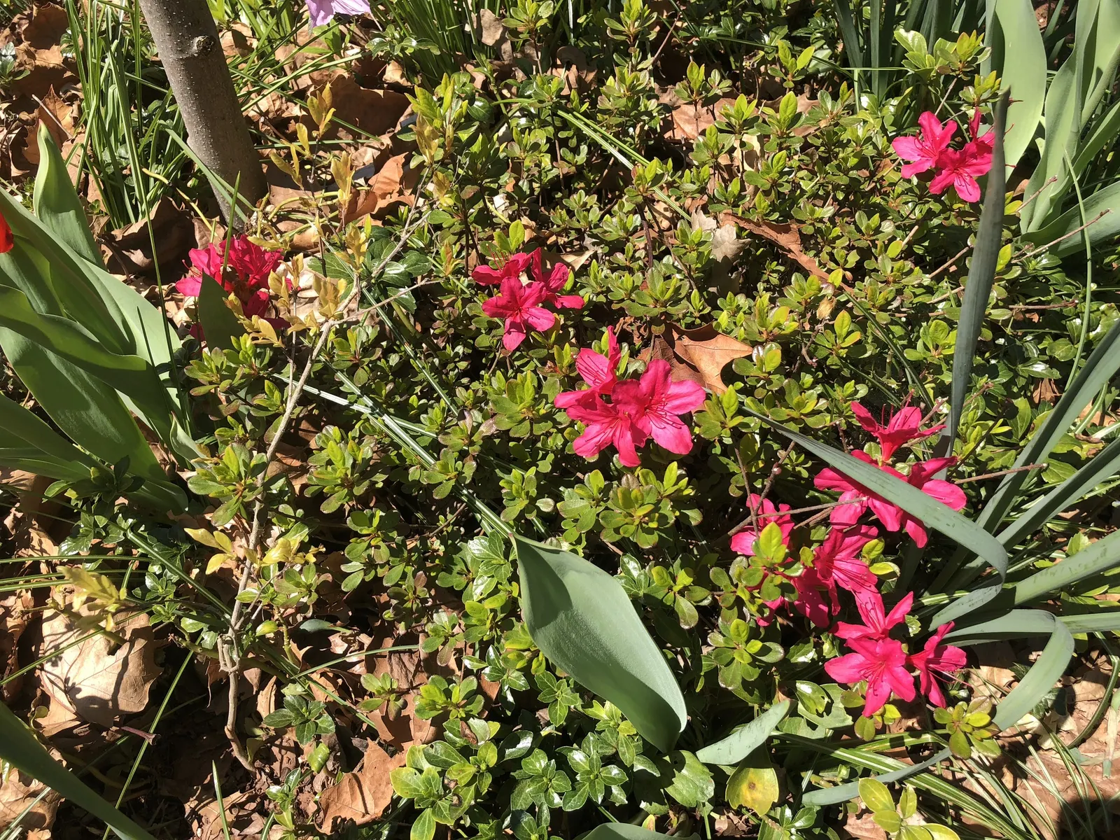 Chinese Evergreen Azalea (Rhododendron indicum) — Regular watering and mulching enhance its performance; ideal for mass planting, foundation, and accent use