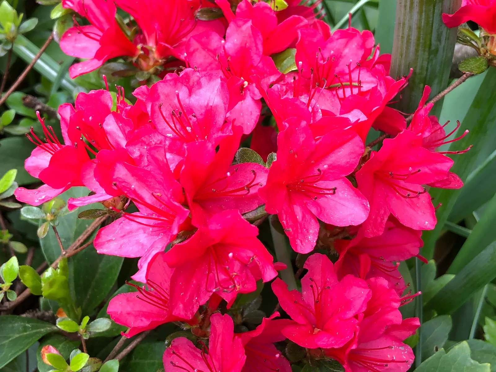 Chinese Evergreen Azalea (Rhododendron indicum) — Its blossoms emerge in profusion