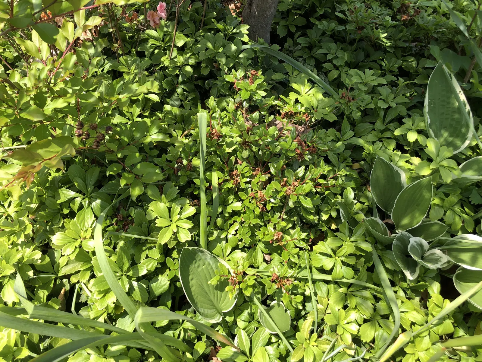 Chinese Evergreen Azalea (Rhododendron indicum) — Mulching can assist in retaining soil moisture and in stabilizing soil temperatures