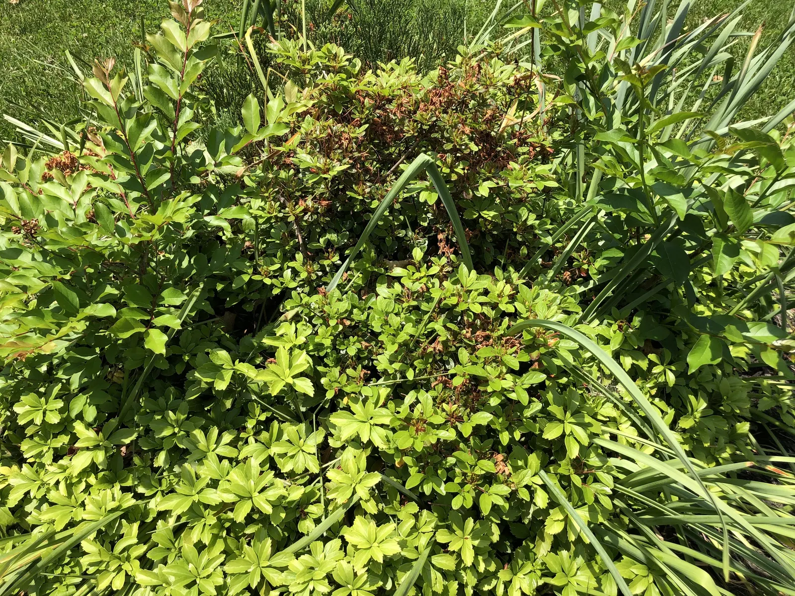 Chinese Evergreen Azalea (Rhododendron indicum) — Zones 5-8 offer the best growing conditions for this striking, low-maintenance Azalea; its blossoms emerge in