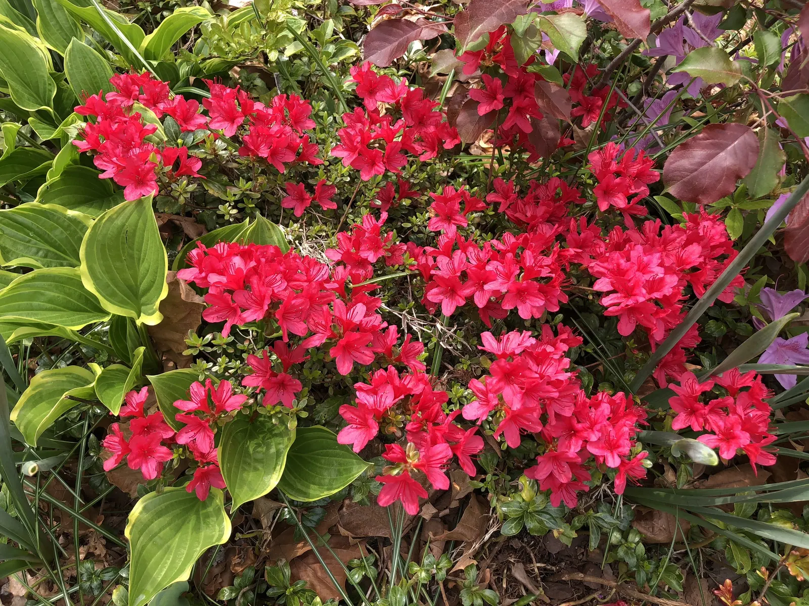 Chinese Evergreen Azalea (Rhododendron indicum) — shrub for half or shade