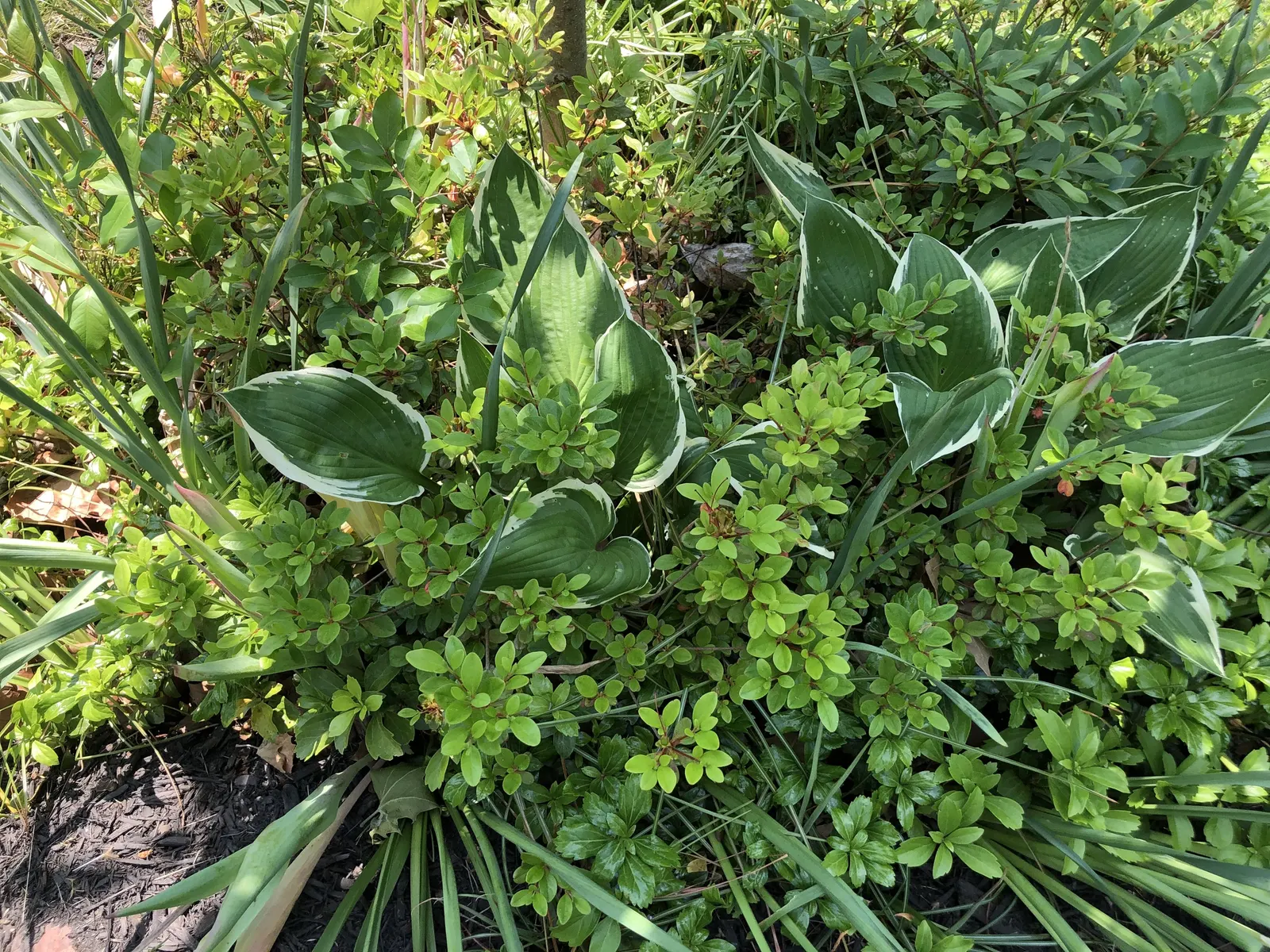 Chinese Evergreen Azalea (Rhododendron indicum) — acidic soil with a pH between 4.5 and 6.0 to flourish.<br><br>Regular watering is important