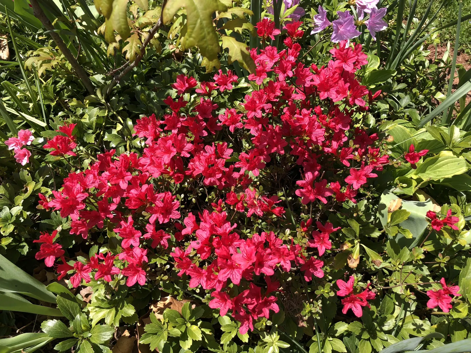 Chinese Evergreen Azalea (Rhododendron indicum) — Pruning is seldom required but can be conducted after flowering to maintain its size and shape