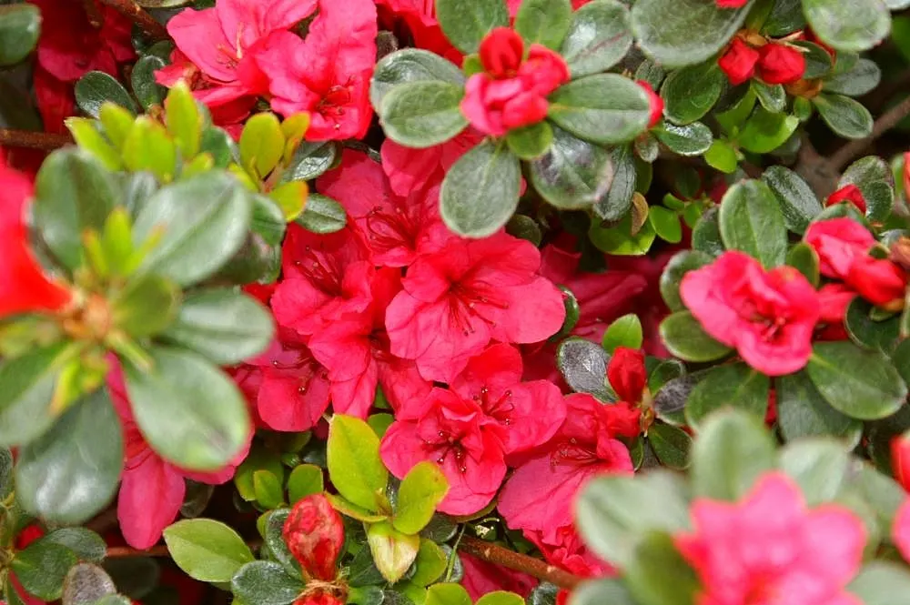 Chinese Evergreen Azalea (Rhododendron indicum) — it thrives in partial shade with well-drained