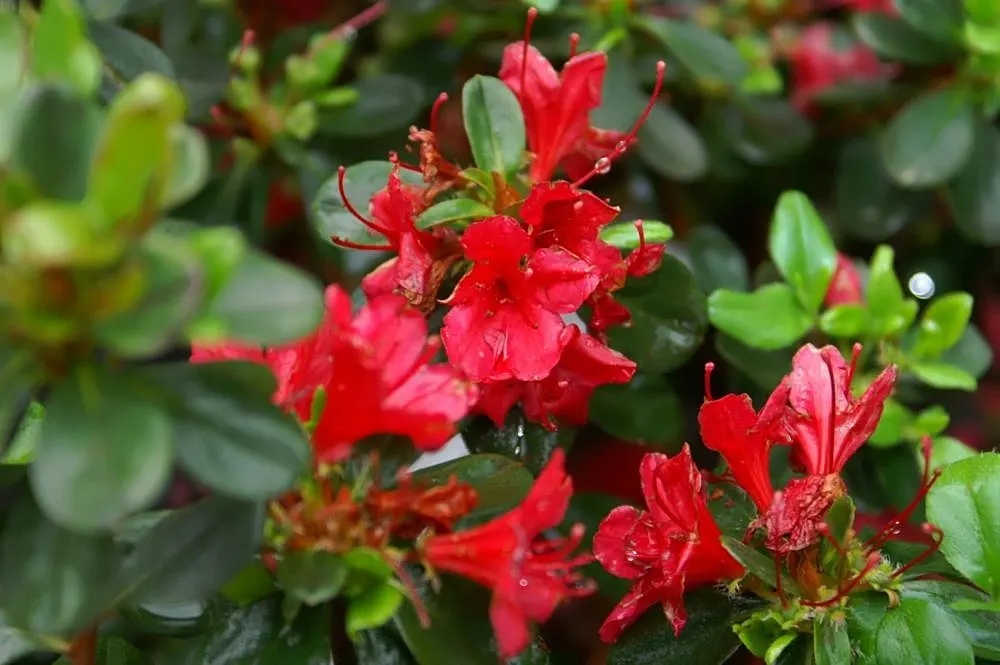 Chinese Evergreen Azalea (Rhododendron indicum) — It thrives best in USDA Hardiness Zones 6 through 8; the Rhododendron 'Hino-Crimson' demands well-drained