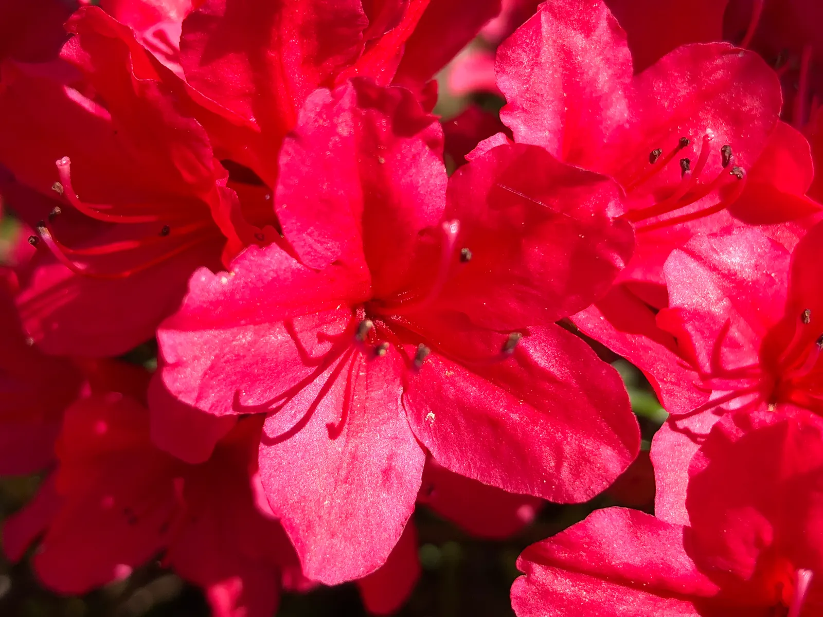 Chinese Evergreen Azalea (Rhododendron indicum) — Rhododendron 'Hino-Crimson' is a vibrant, compact evergreen shrub, reaching 2-4 feet in height and width
