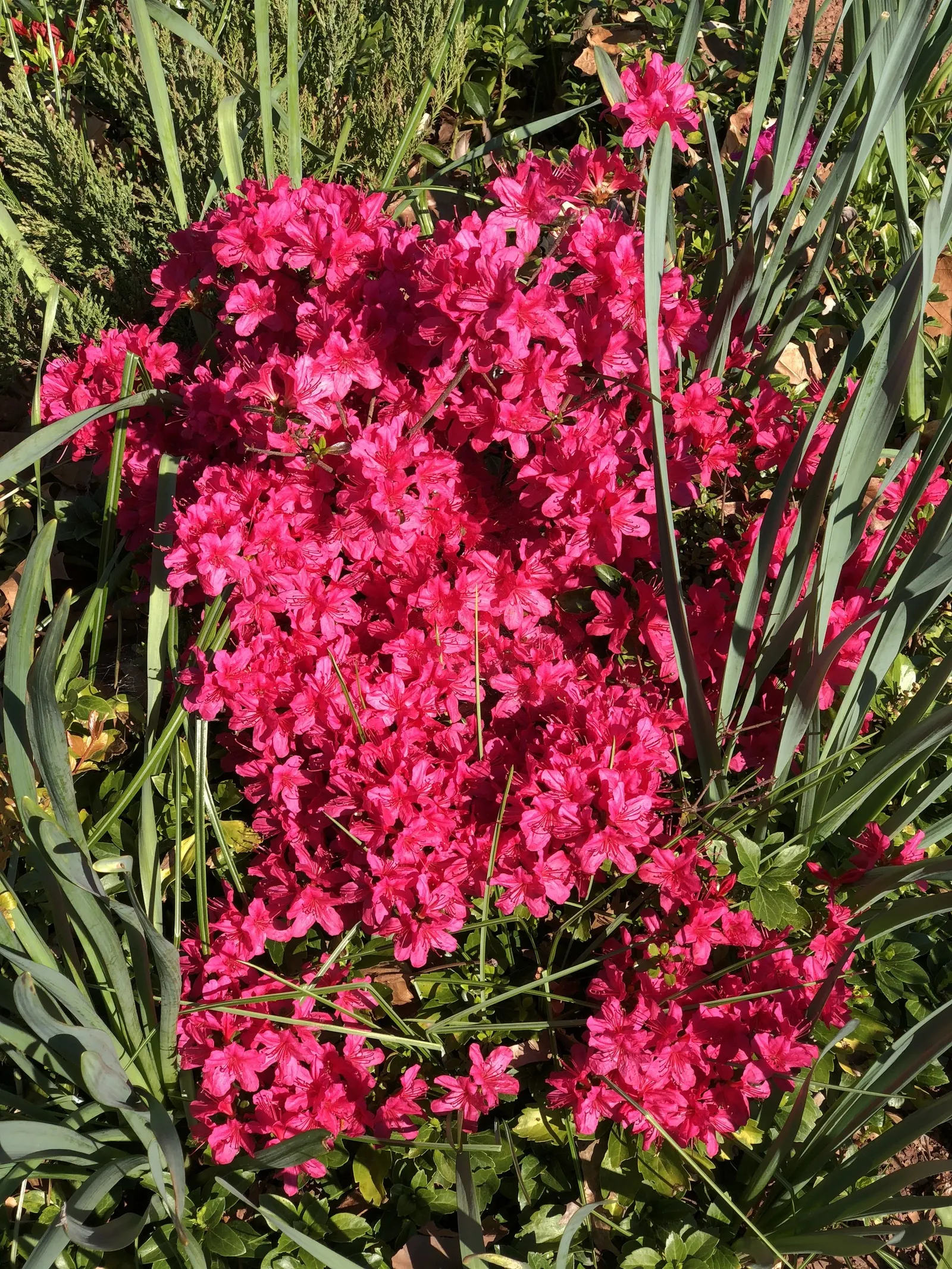 Chinese Evergreen Azalea (Rhododendron indicum) — account for adequate space to cater to its mature size for optimal plant health and aesthetic appeal