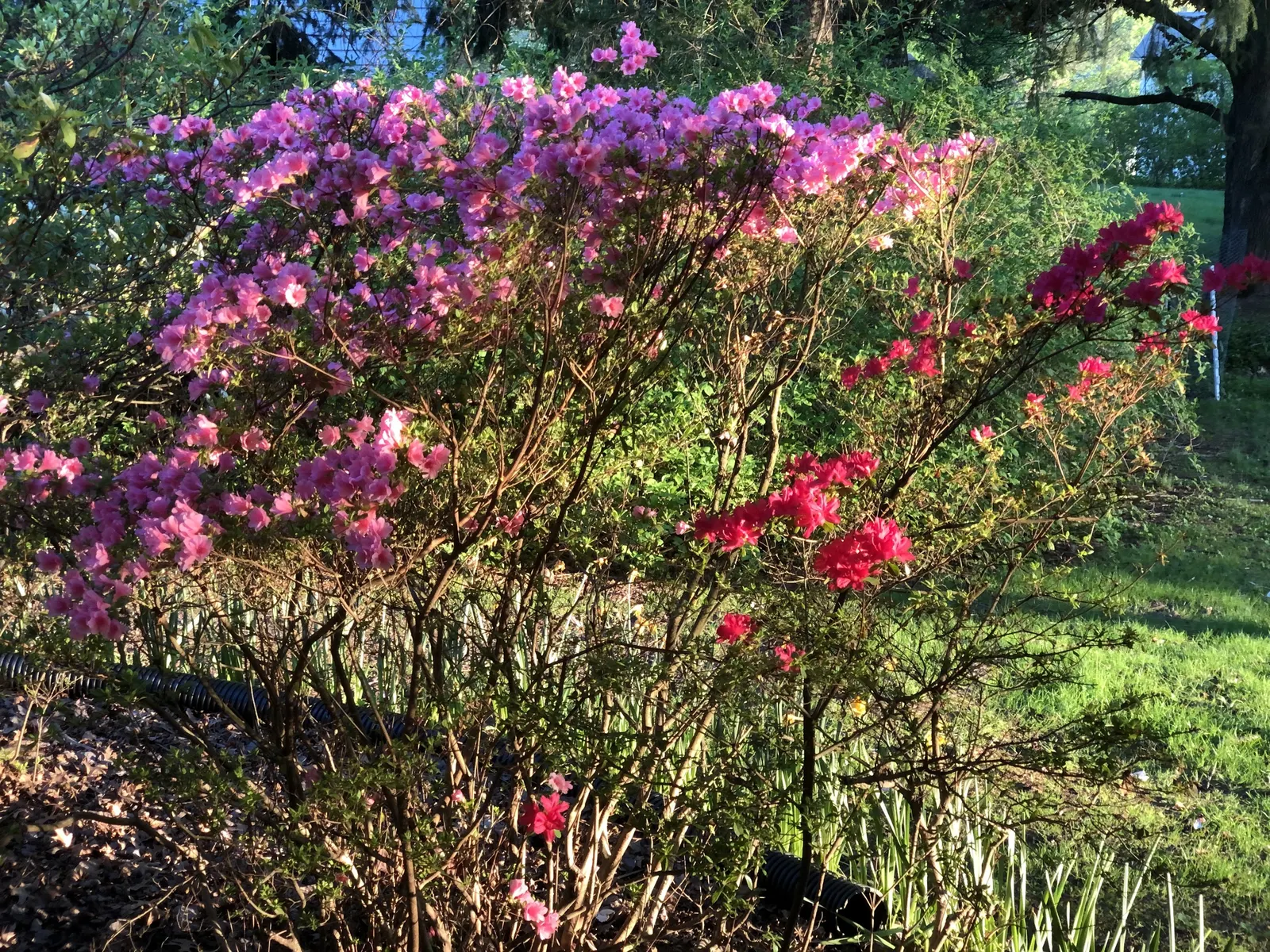Chinese Evergreen Azalea (Rhododendron indicum) — typically reaching a mature height and spread of 2 to 4 feet