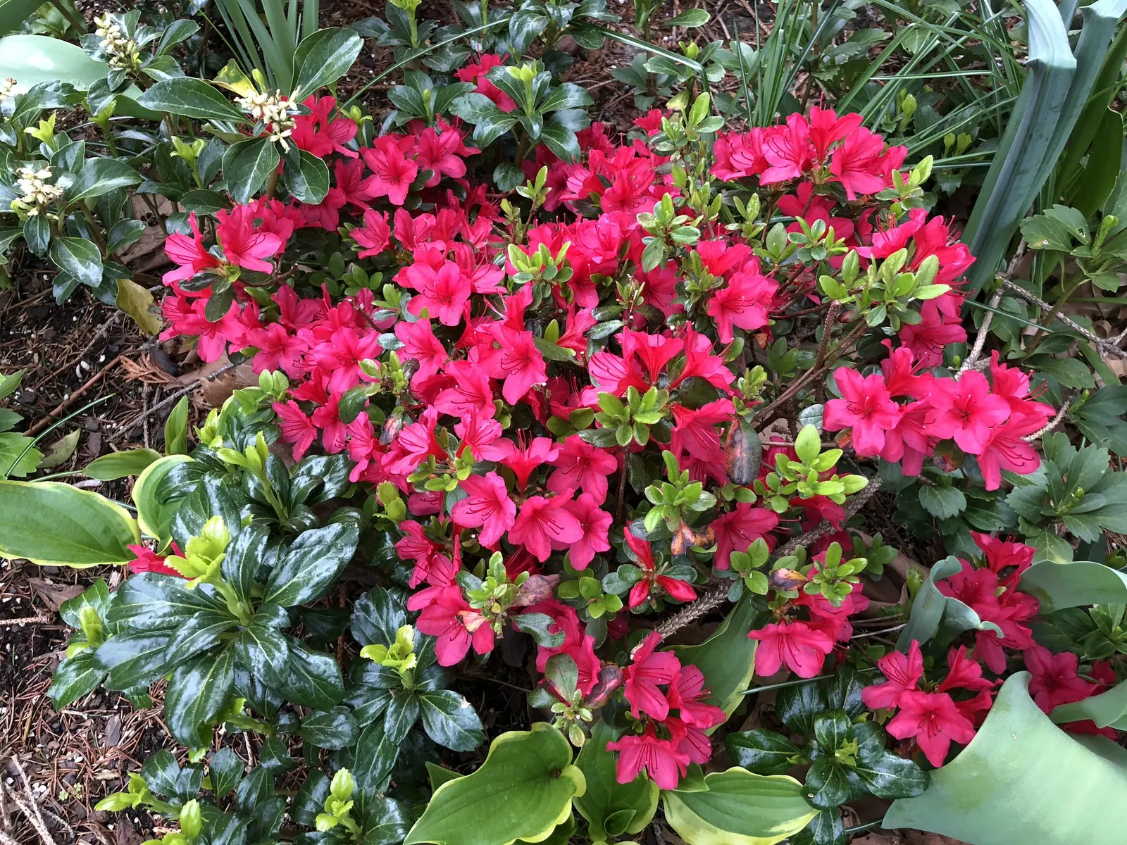 Chinese Evergreen Azalea (Rhododendron indicum) — which makes it an excellent selection for creating structured borders or accentuating garden pathways