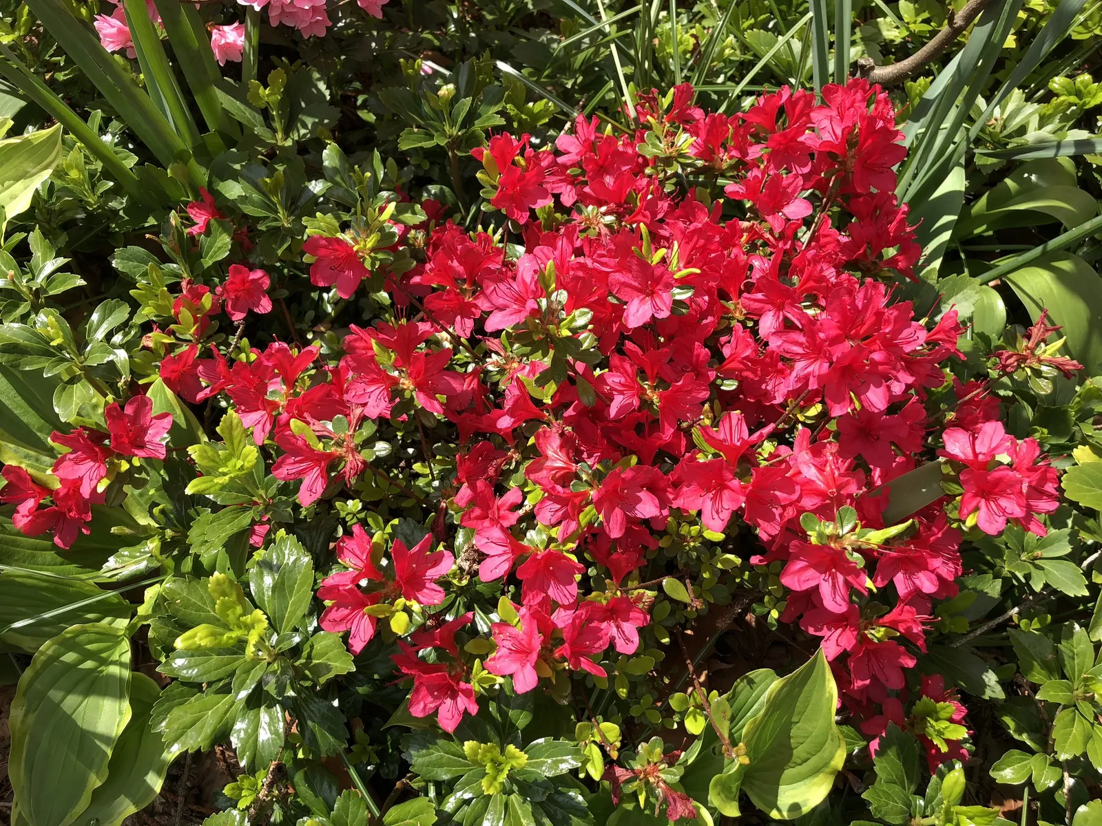Chinese Evergreen Azalea (Rhododendron indicum) — shrub with red blooms