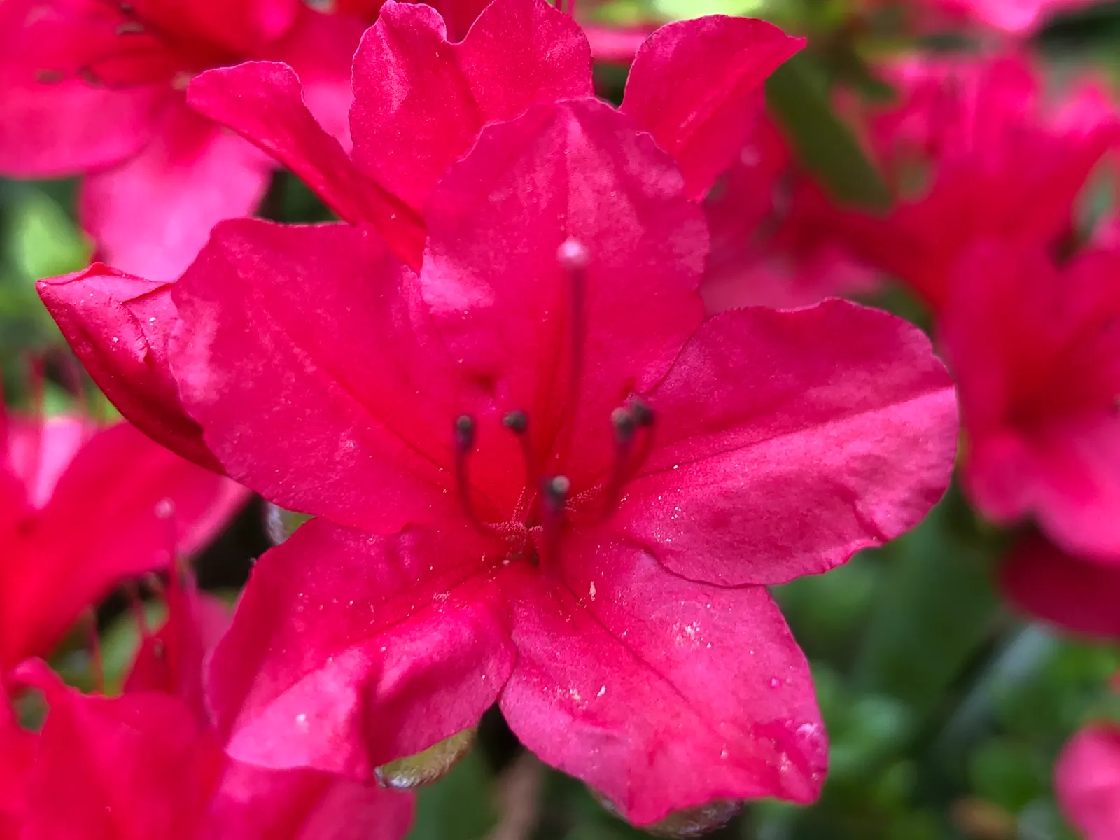 Chinese Evergreen Azalea (Rhododendron indicum) — Ideal for mass planting, foundation, and accent use