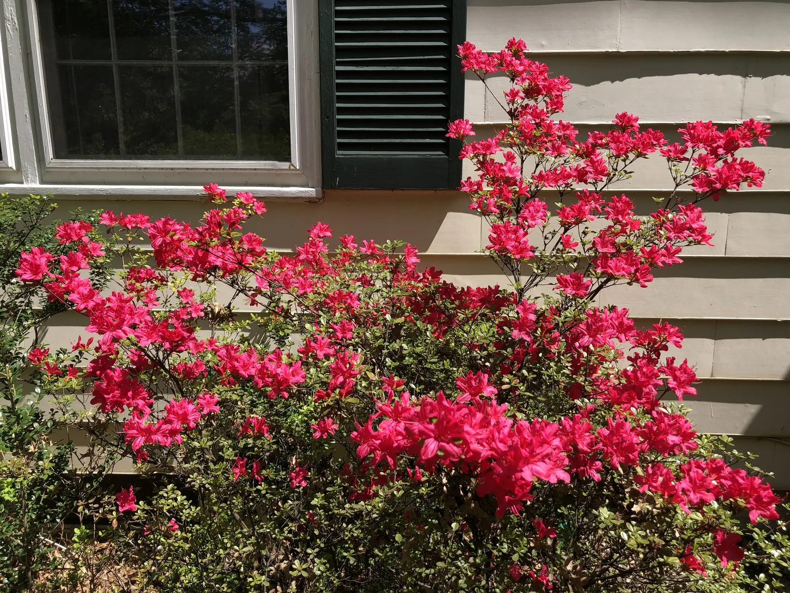 Chinese Evergreen Azalea (Rhododendron indicum) — which can help to protect its delicate blooms from scorching; ideal for mass planting, foundation, and accent