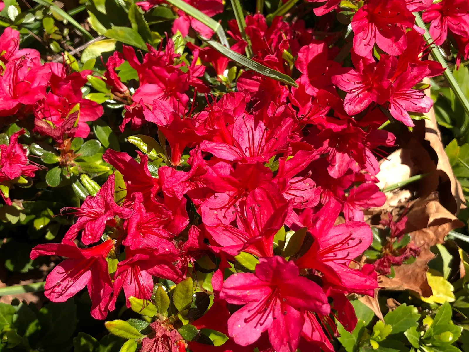 Chinese Evergreen Azalea (Rhododendron indicum) — The Rhododendron 'Hino-Crimson' demands well-drained