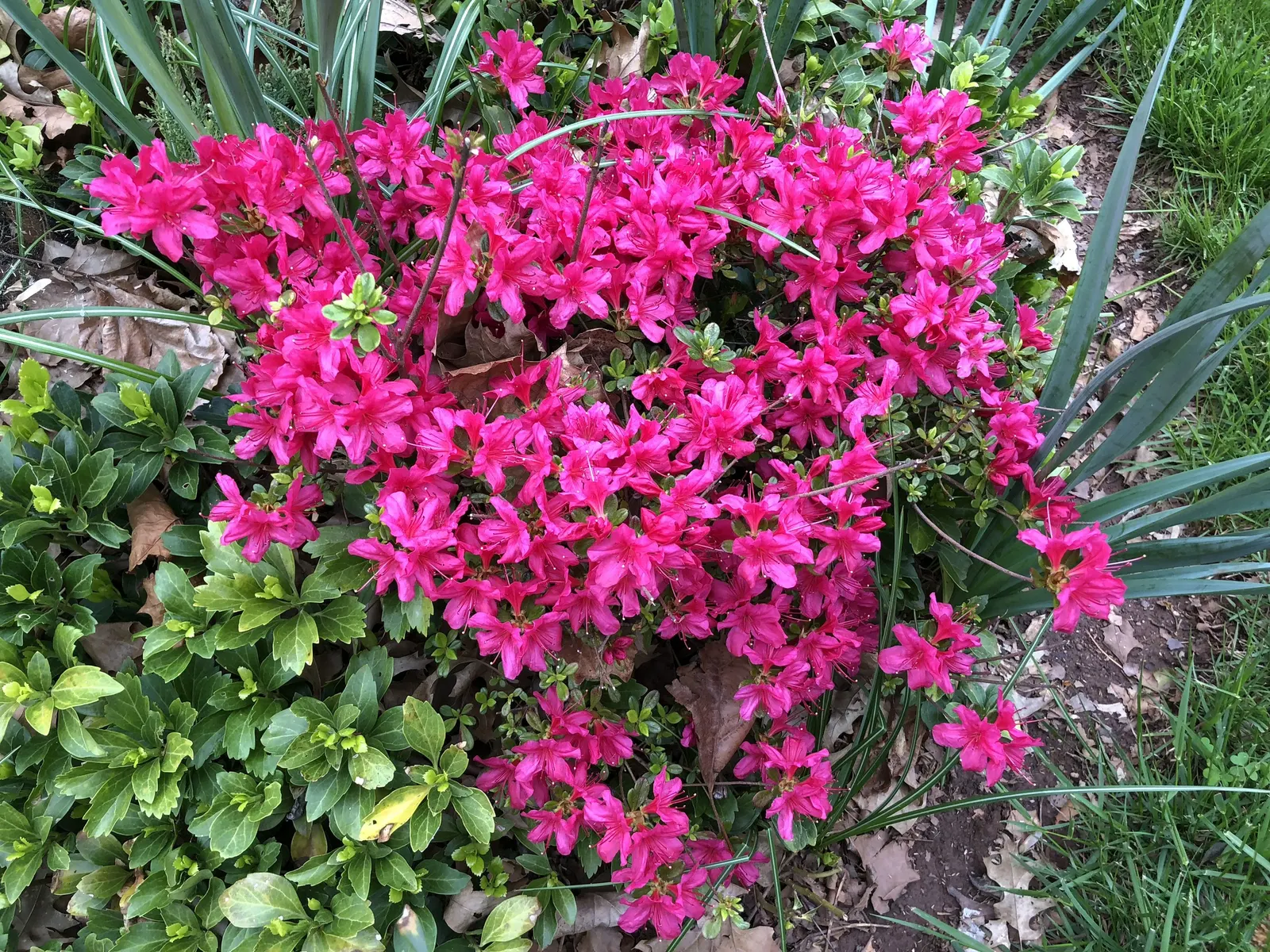 Chinese Evergreen Azalea (Rhododendron indicum) — This azalea cultivar is lauded for its vibrant crimson flowers which generously adorn the shrub each spring