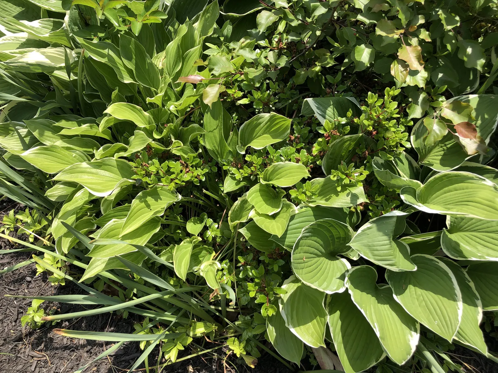 Chinese Evergreen Azalea (Rhododendron indicum) — preferring locations that provide partial shade or filtered sunlight