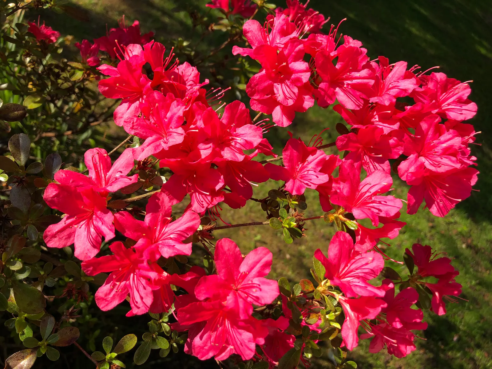 Chinese Evergreen Azalea (Rhododendron indicum) — When planning its placement