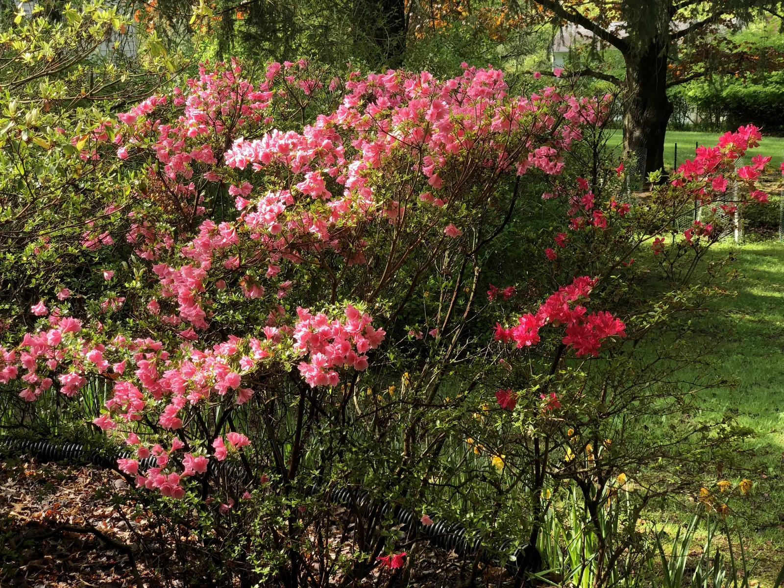 Chinese Evergreen Azalea (Rhododendron indicum) — is a popular choice for landscape designers seeking a robust yet visually impactful flowering shrub