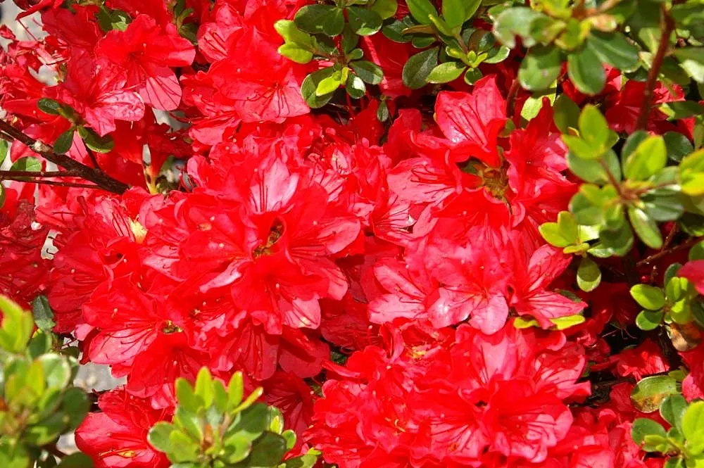 Chinese Evergreen Azalea (Rhododendron indicum) — Mulching can assist in retaining soil moisture and in stabilizing soil temperatures; its blossoms emerge in