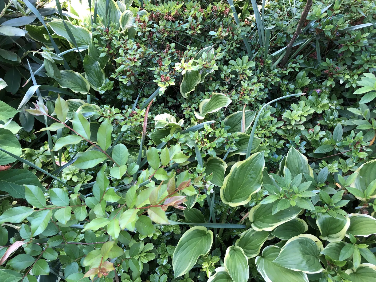Chinese Evergreen Azalea (Rhododendron indicum) — is a popular choice for landscape designers seeking a robust yet visually impactful flowering shrub; ideal