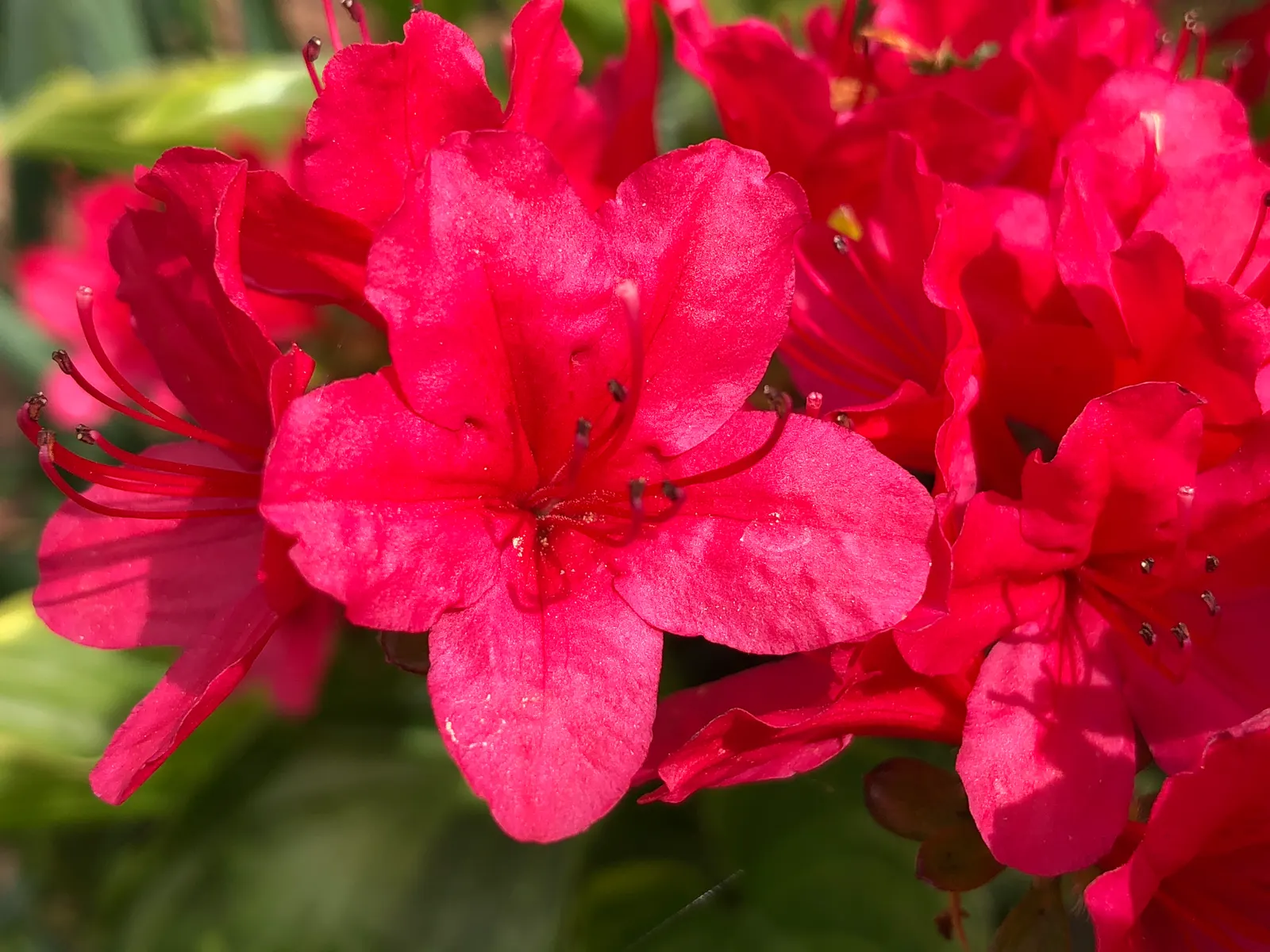 Chinese Evergreen Azalea (Rhododendron indicum) — which makes it an excellent selection for creating structured borders or accentuating garden pathways; its
