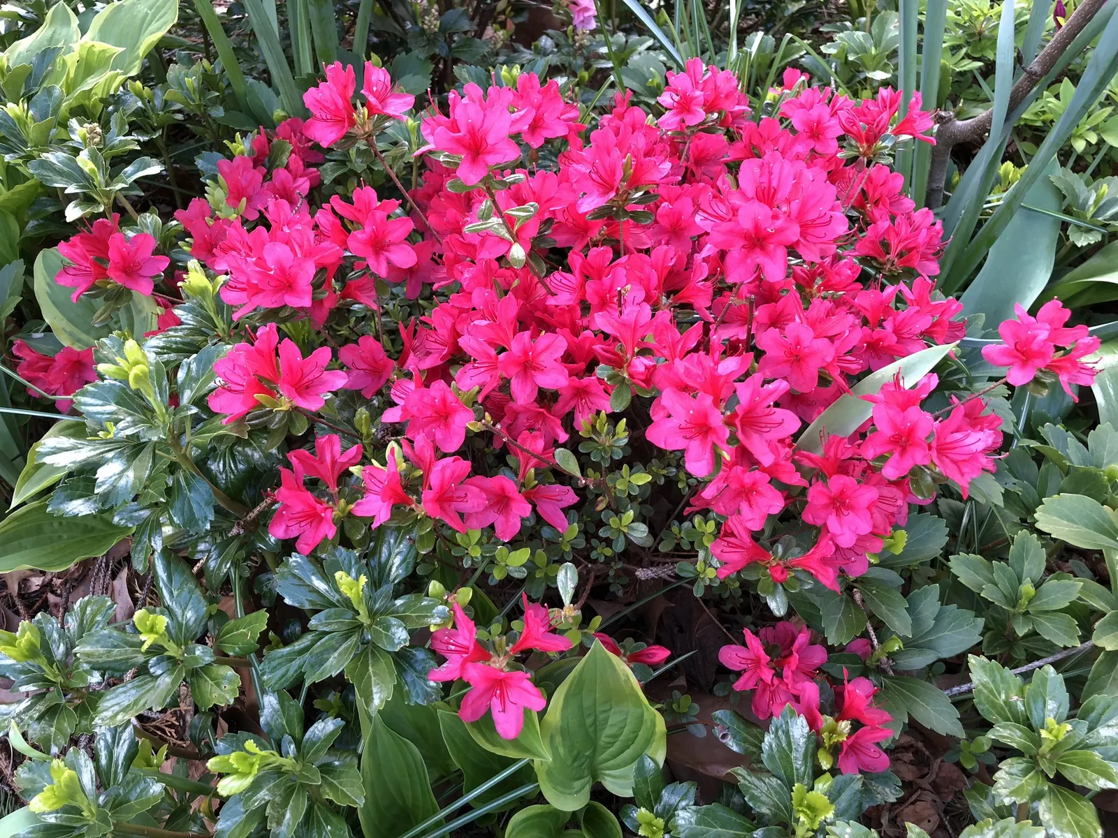 Chinese Evergreen Azalea (Rhododendron indicum) — especially during dry periods; account for adequate space to cater to its mature size for optimal plant