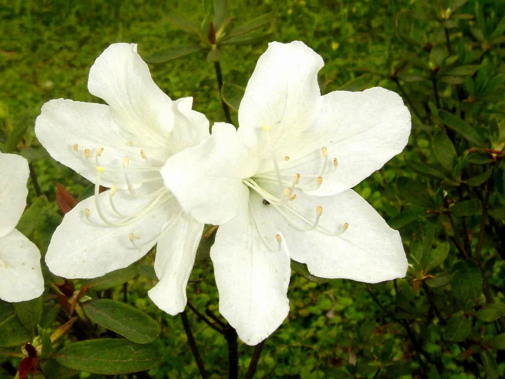 Chinese Evergreen Azalea (Rhododendron indicum) — Ideal for mass planting, foundation, and accent use; account for adequate space to cater to its mature size