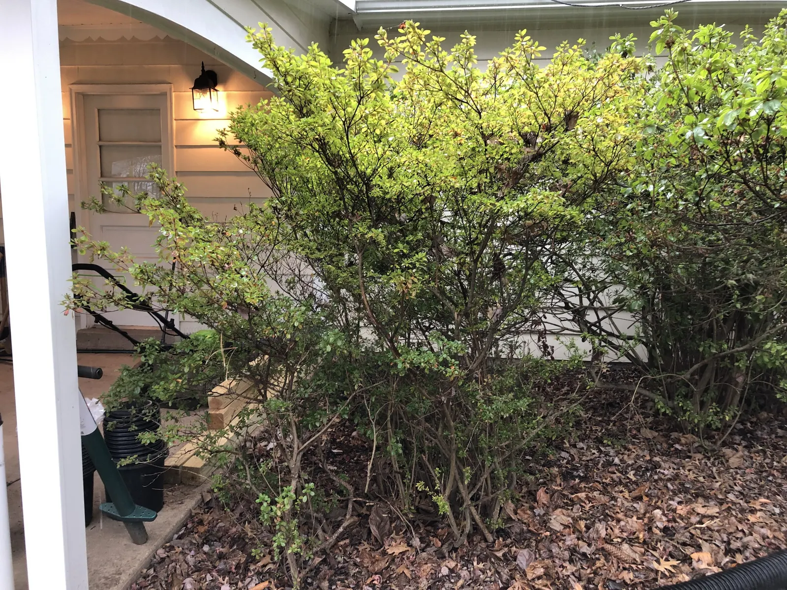 Chinese Evergreen Azalea (Rhododendron indicum) — glossy leaves and profuse crimson blooms in spring; its blossoms emerge in profusion