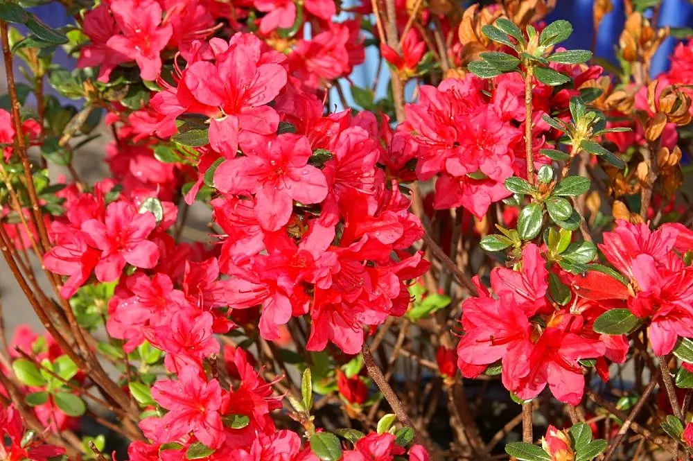 Chinese Evergreen Azalea (Rhododendron indicum) — red flowers in the garden