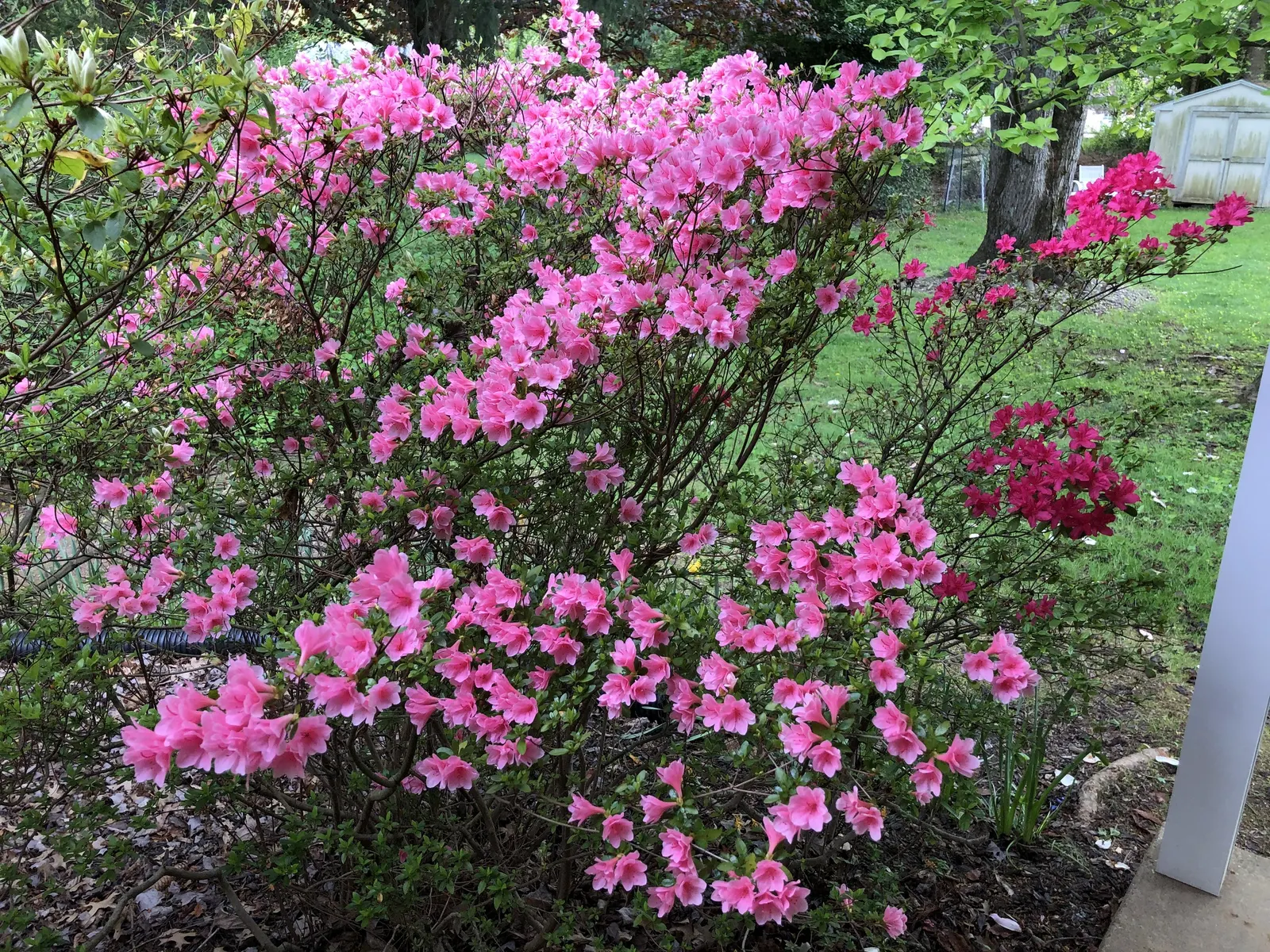Chinese Evergreen Azalea (Rhododendron indicum) — preferring locations that provide partial shade or filtered sunlight; account for adequate space to cater to