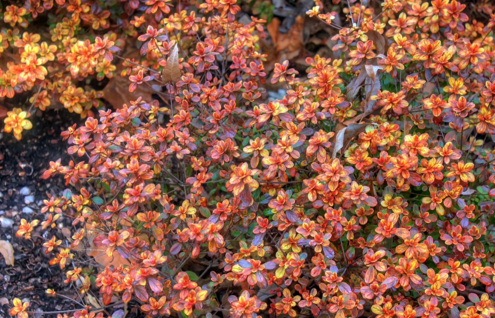 Chinese Evergreen Azalea (Rhododendron indicum) — offering a striking contrast against the backdrop of its deep green foliage; account for adequate space to