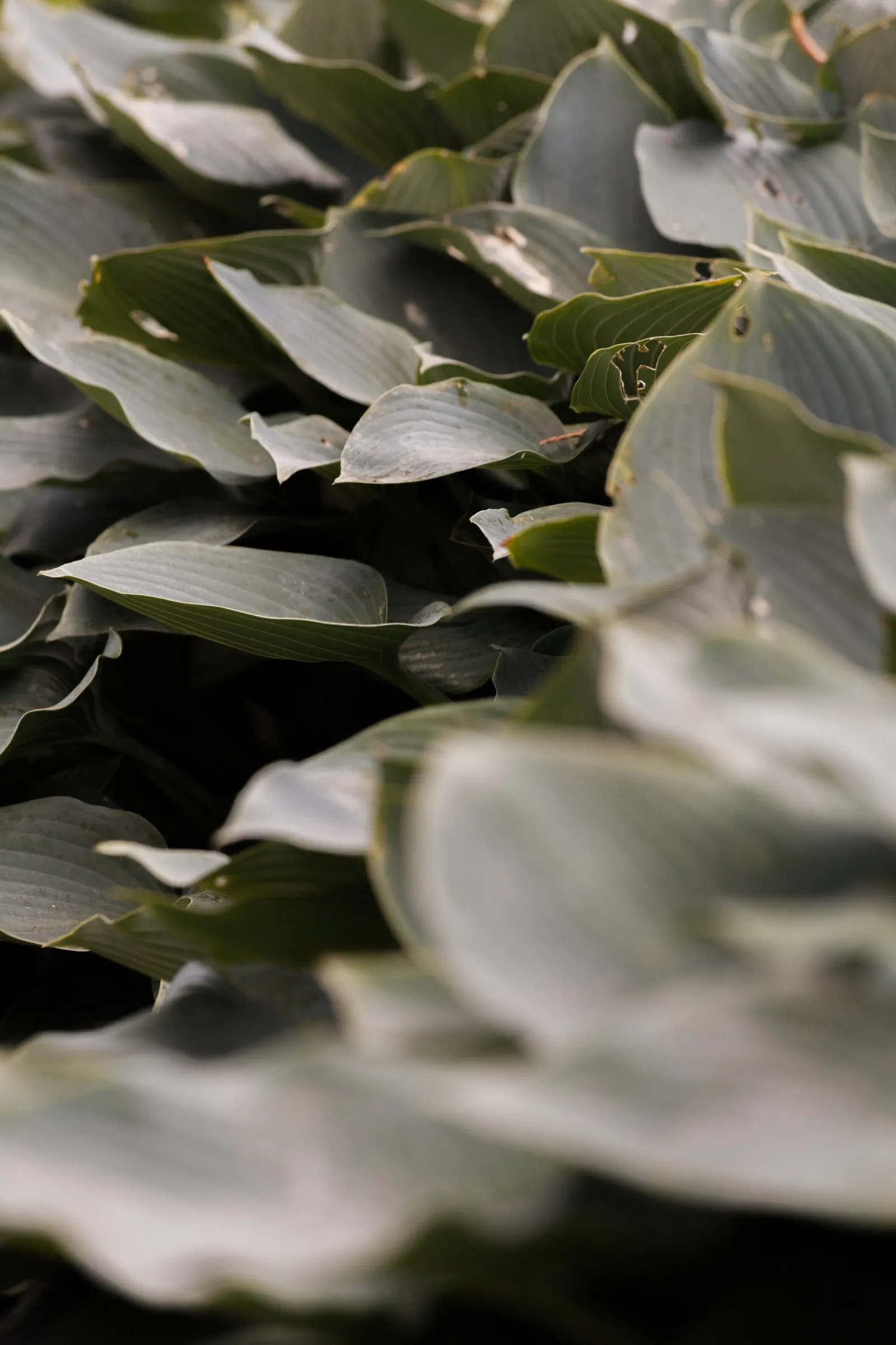 Hosta (Hybrid) Assorted (Hosta Hybrids) — Hosta hybrids, robust perennials, thrive in Part Shade/Shade (4-6 hrs of light)