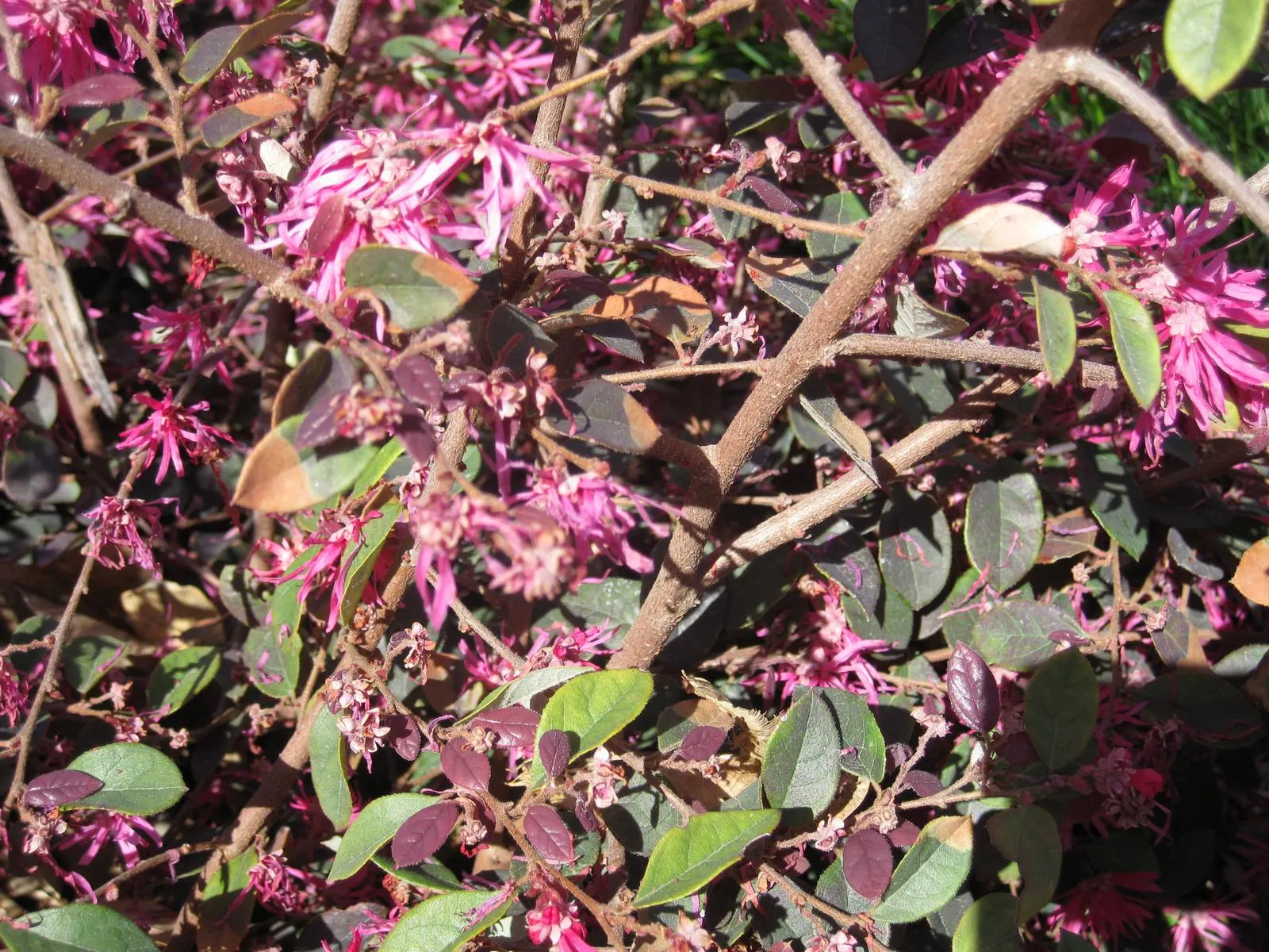 Red Fringe Flower (Loropetalum Chinense 'Rubrum') — scientifically known as Loropetalum chinense 'Rubrum'