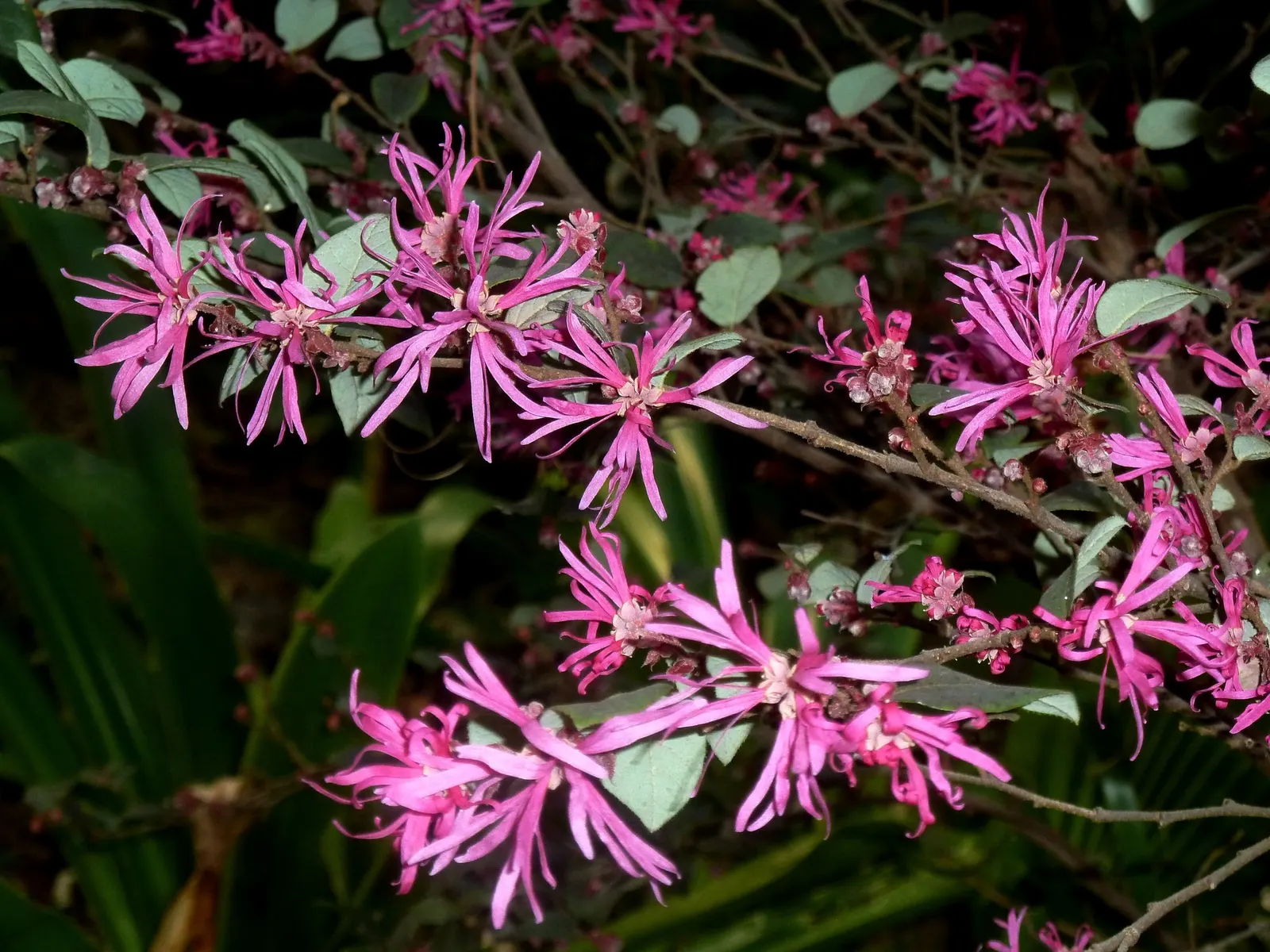 Red Fringe Flower (Loropetalum Chinense 'Rubrum') — The Red Fringe Flower (Loropetalum chinense 'Rubrum') is a vibrant, evergreen shrub with deep burgundy