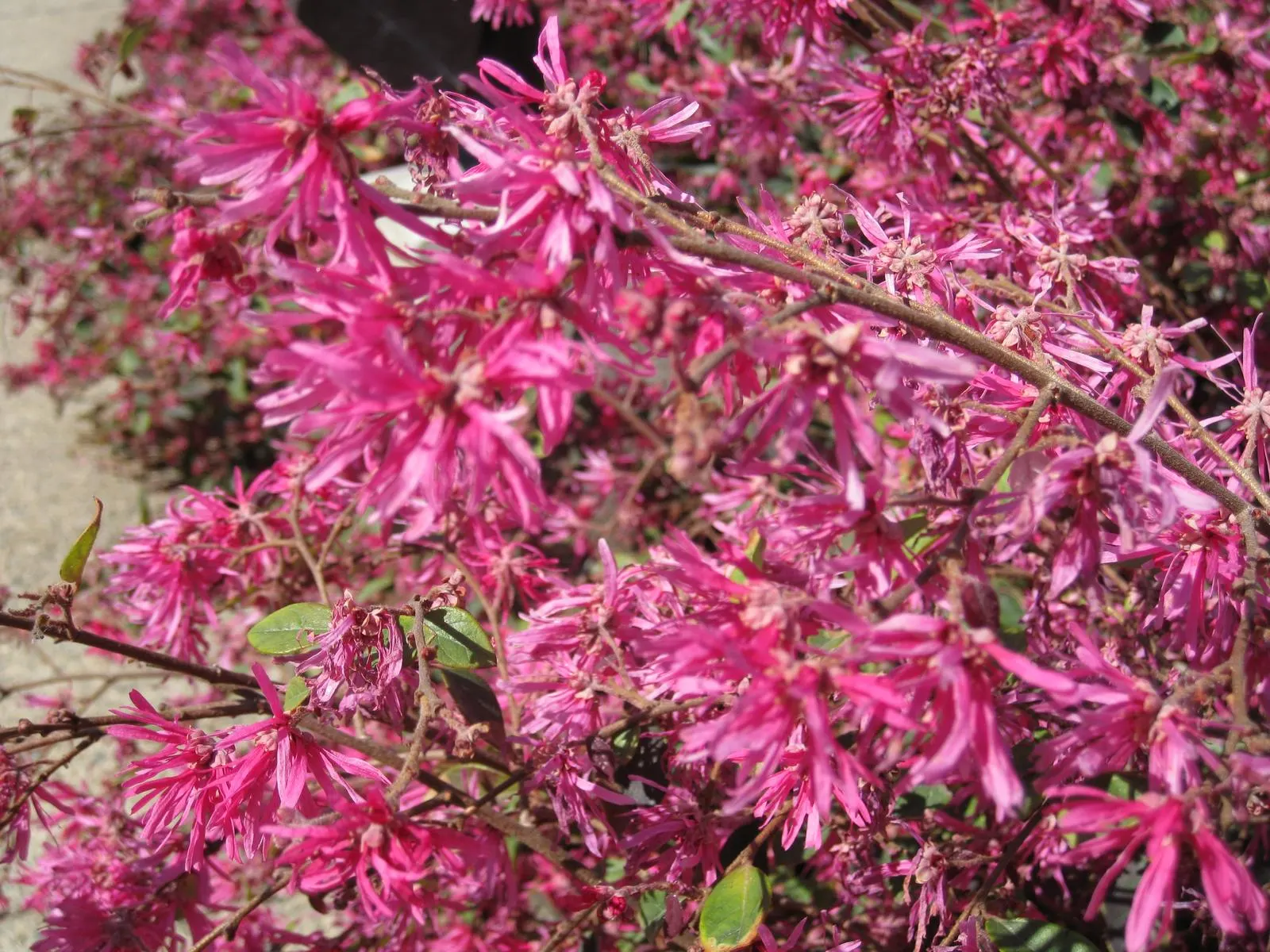 Red Fringe Flower (Loropetalum Chinense 'Rubrum') — this versatile plant offers flexibility in placement
