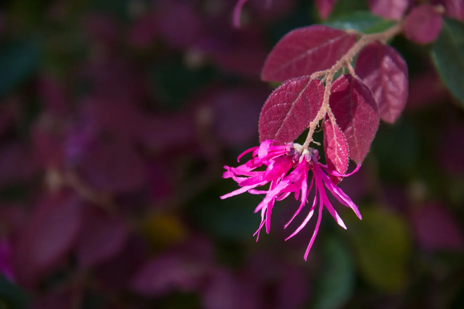 Red Fringe Flower (Loropetalum Chinense 'Rubrum') — with some dwarf varieties staying around 3 to 5 feet