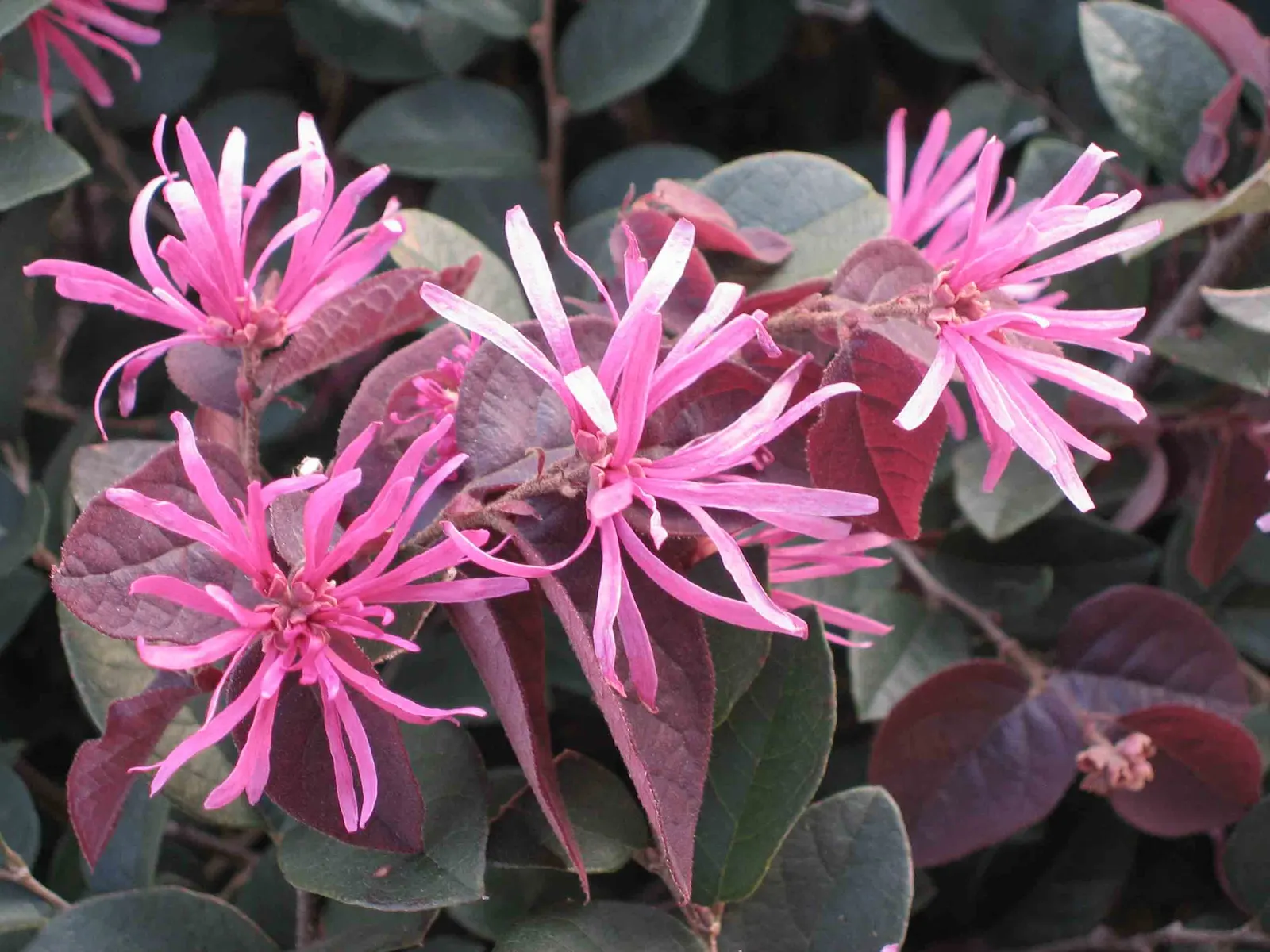 Red Fringe Flower (Loropetalum Chinense 'Rubrum') — It grows 6-10 feet tall and wide, producing unique, pink, fringe-like blossoms in spring