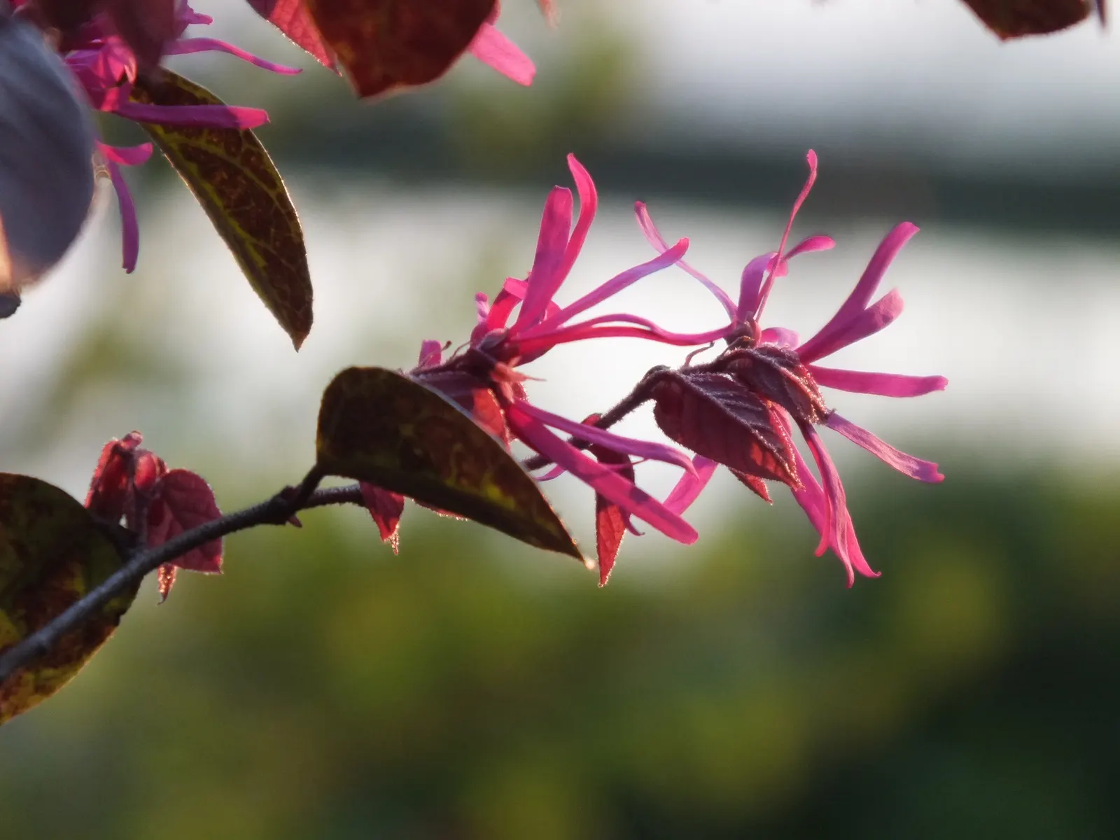 Red Fringe Flower (Loropetalum Chinense 'Rubrum') — Typically growing to a sizeable 6 to 10 feet tall and wide