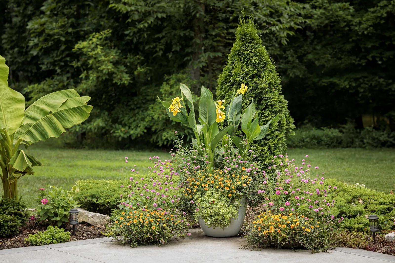 Yellow Canna Lily (Canna generalis) — It can tolerate damp conditions and even brief periods of standing water; paddle-shaped leaves rise sturdy stems topped