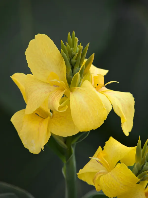 Yellow Canna Lily (Canna generalis) — and poolside arrangements; yellow flowers in the garden