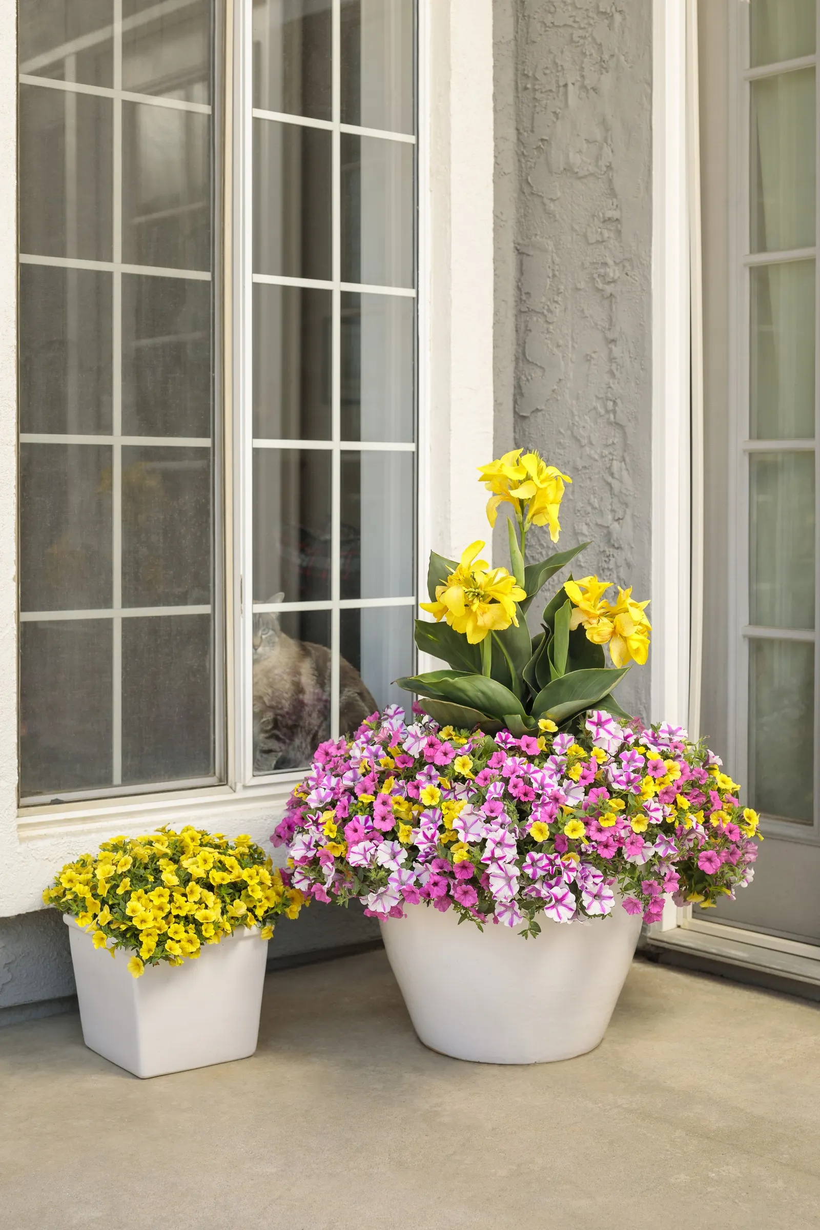 Yellow IV Calibrachoa — but the top of the soil should be allowed to dry slightly between waterings