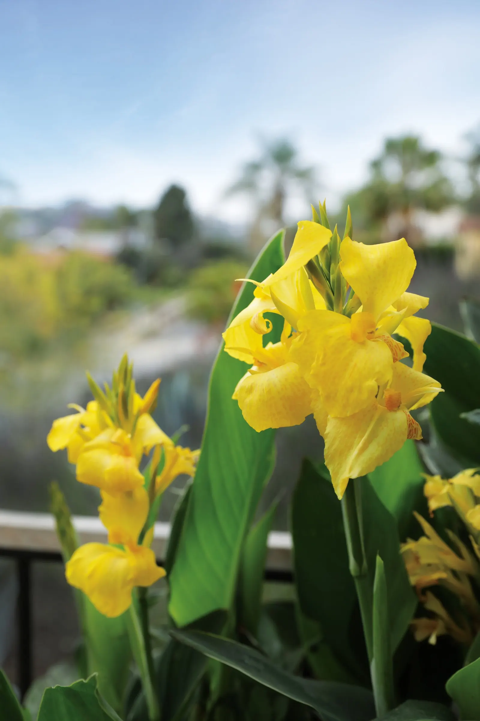 Yellow Canna Lily (Canna generalis) — making a strong thriller in containers or a focal point in beds