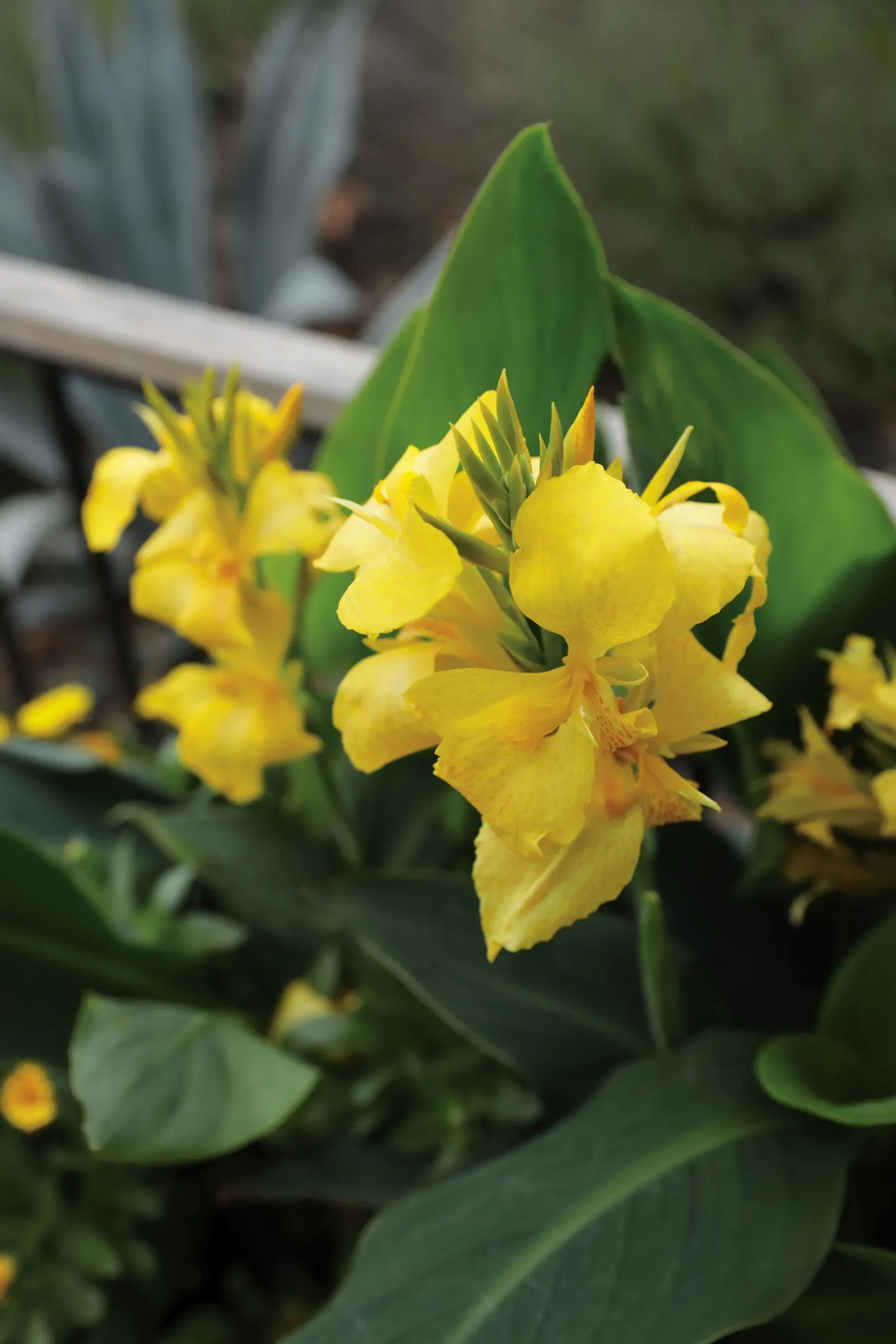 Yellow Canna Lily (Canna generalis) — It is adaptable to average garden soil and average watering